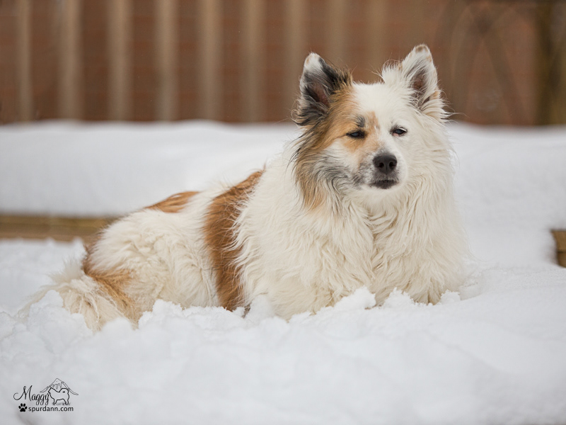 what icelandic sheepdog is right for me