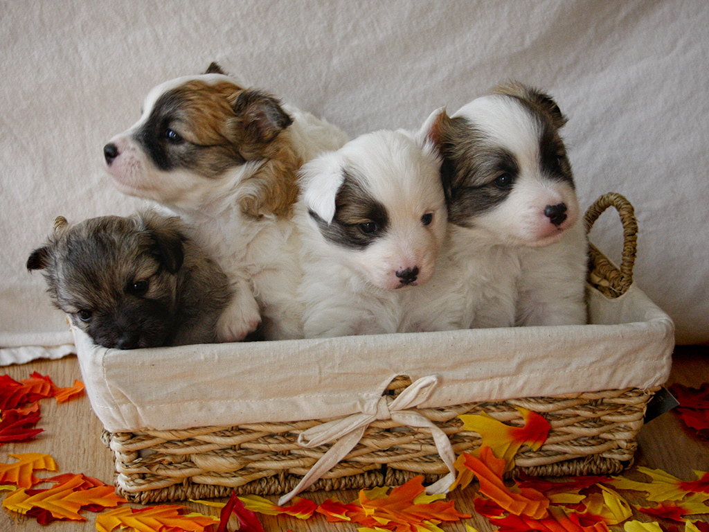 Nýlendu puppies, Nella, Sæla, Elska and Reykur