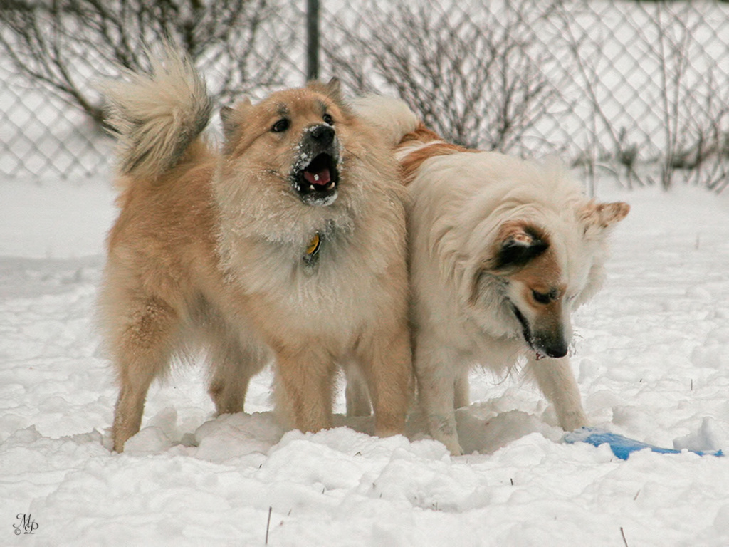 Snotra and Spurðann