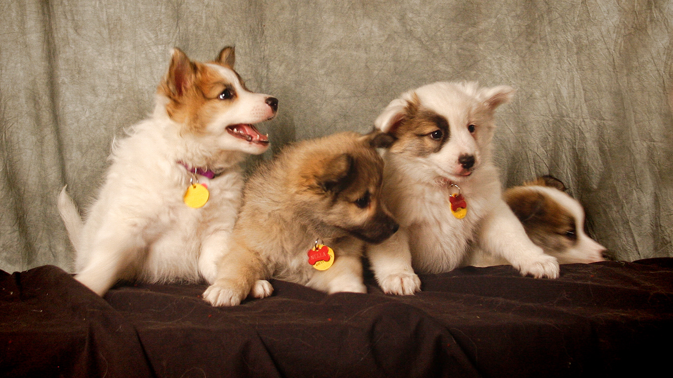 Nýlendu puppies, Sæla, Nella, Elska and Reykur