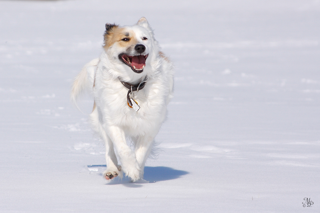 Snotra