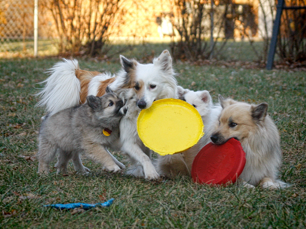 mom, dad and puppies