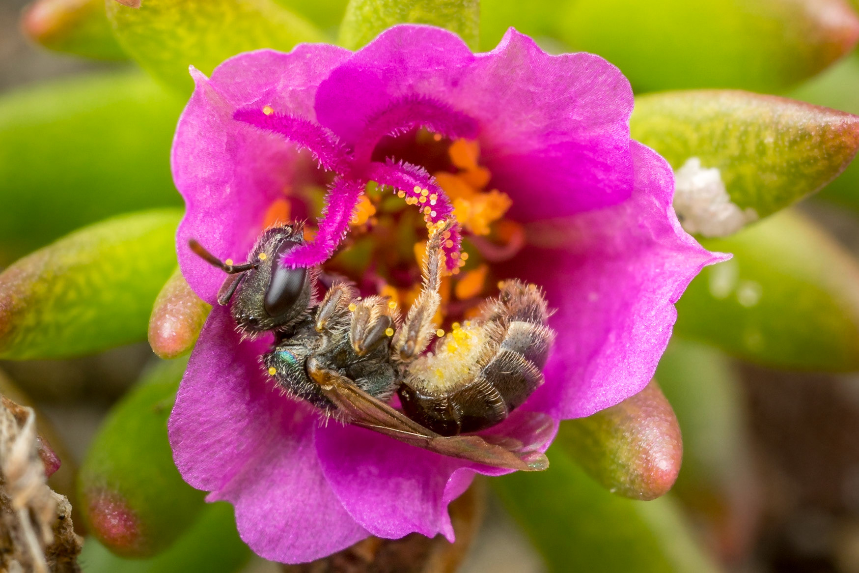 Homalictus bee collects pollen from a tiny portulaca flower. Woodgate, Qld.