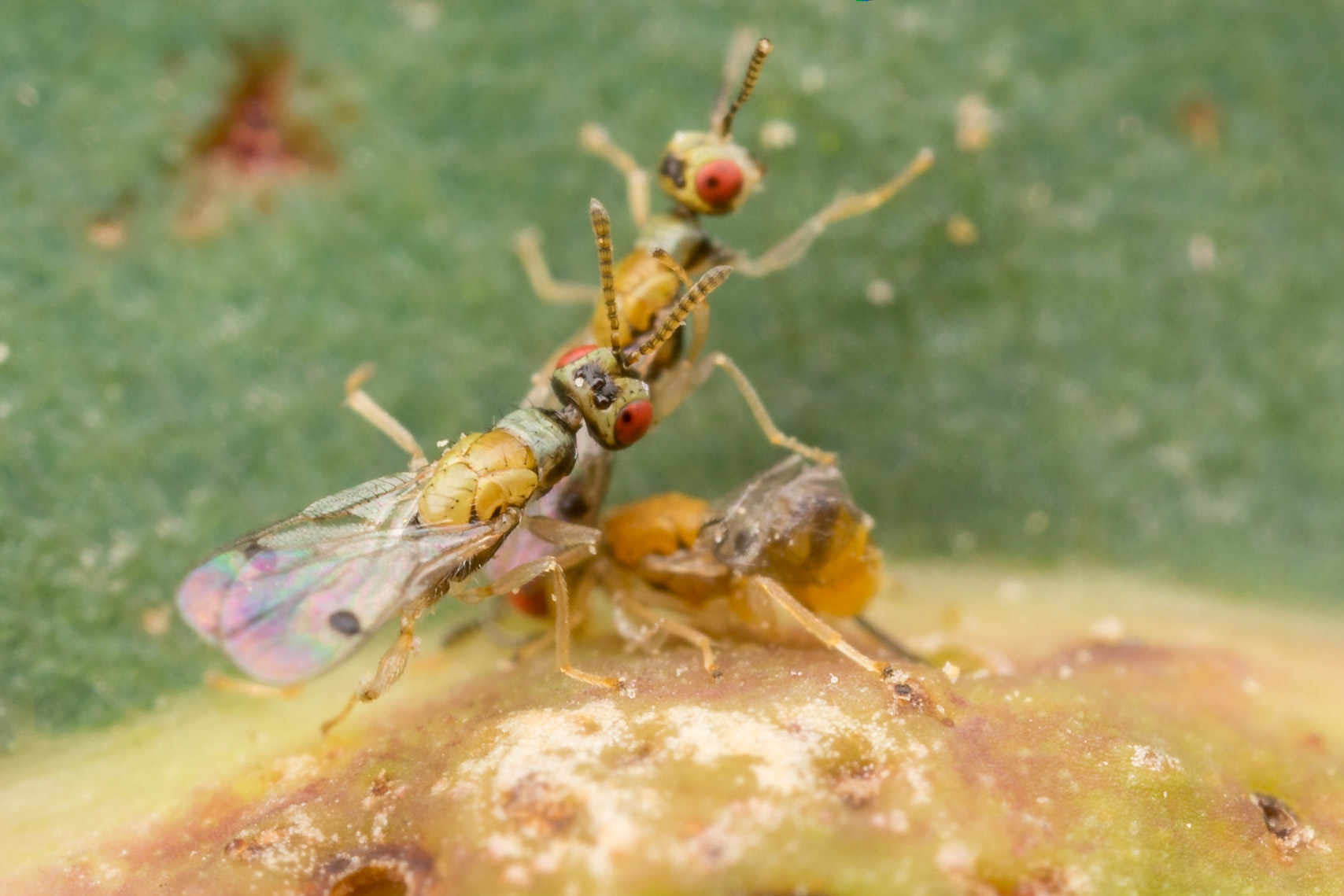 Two rival males fight over a newly emerged female gall wasp. Woodgate, Qld.