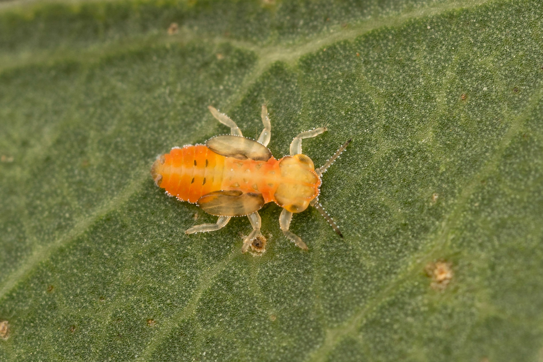 This tiny nymph constructs intricate housing from honeydew on gum leaves. It will turn into a winged jumping plant louse. Toowong, QLD.