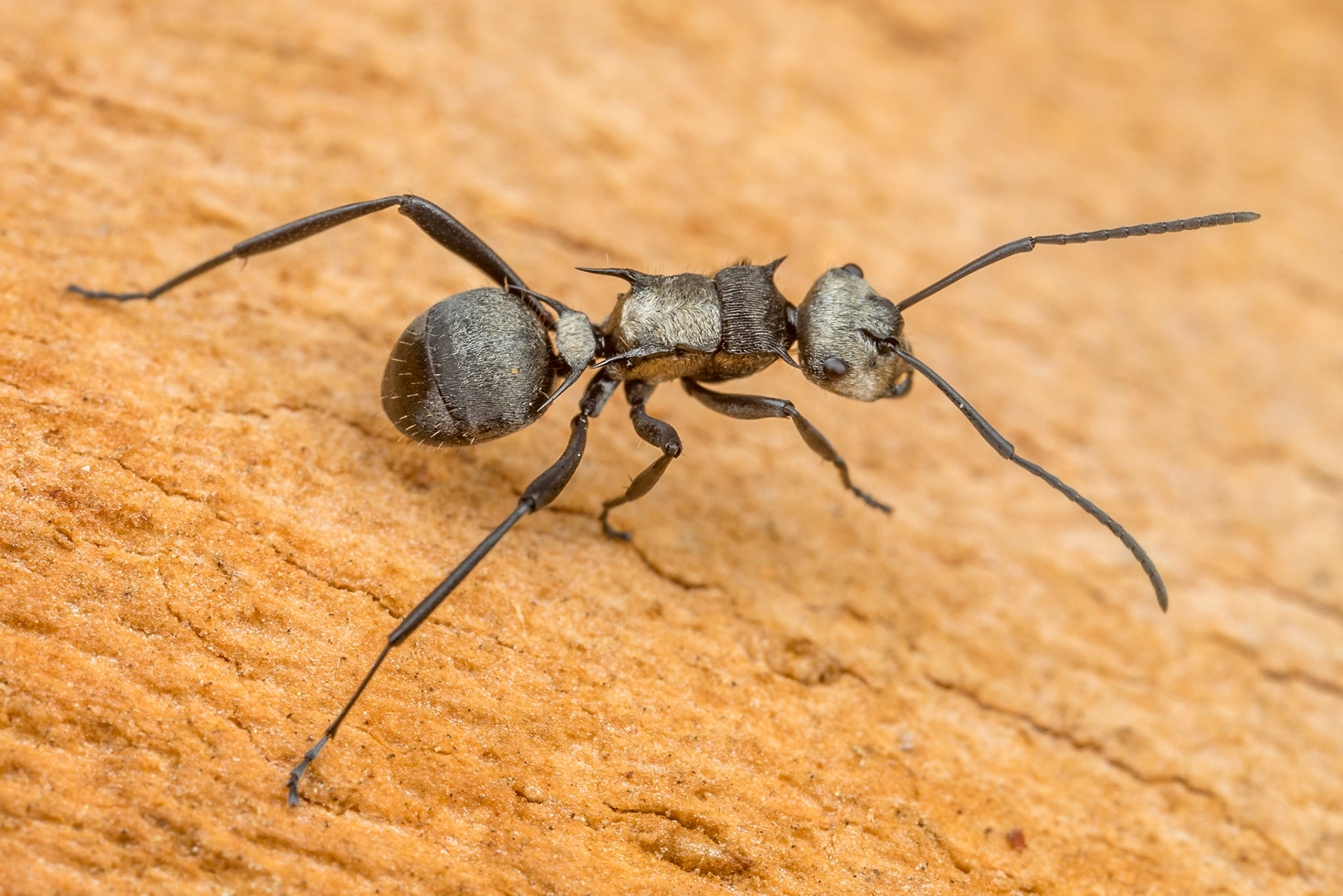 Spiny golden ant looks more like silver thann gold. Woodgate, Qld.