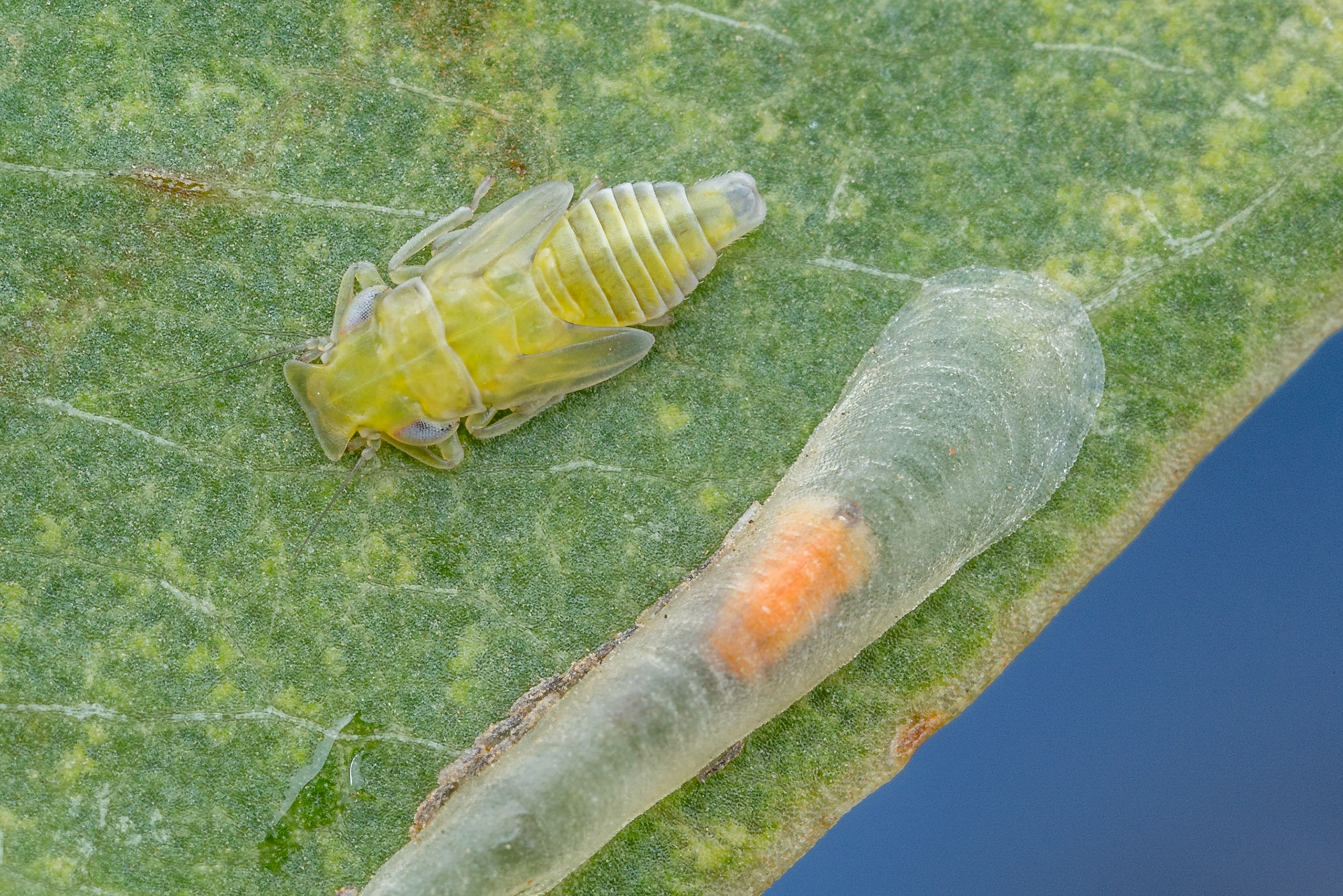 One of these is definitely a psyllid - the orange nymph inside the finger-like lerp. The green shovel-nosed insect could be a psyllid or a planthopper. Longreach, Qld.