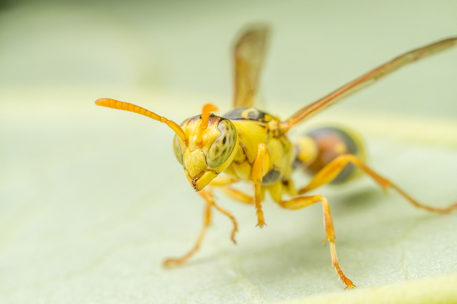 Small yellow paper wasp on a Hibiscus leaf. Deepwater, Qld.