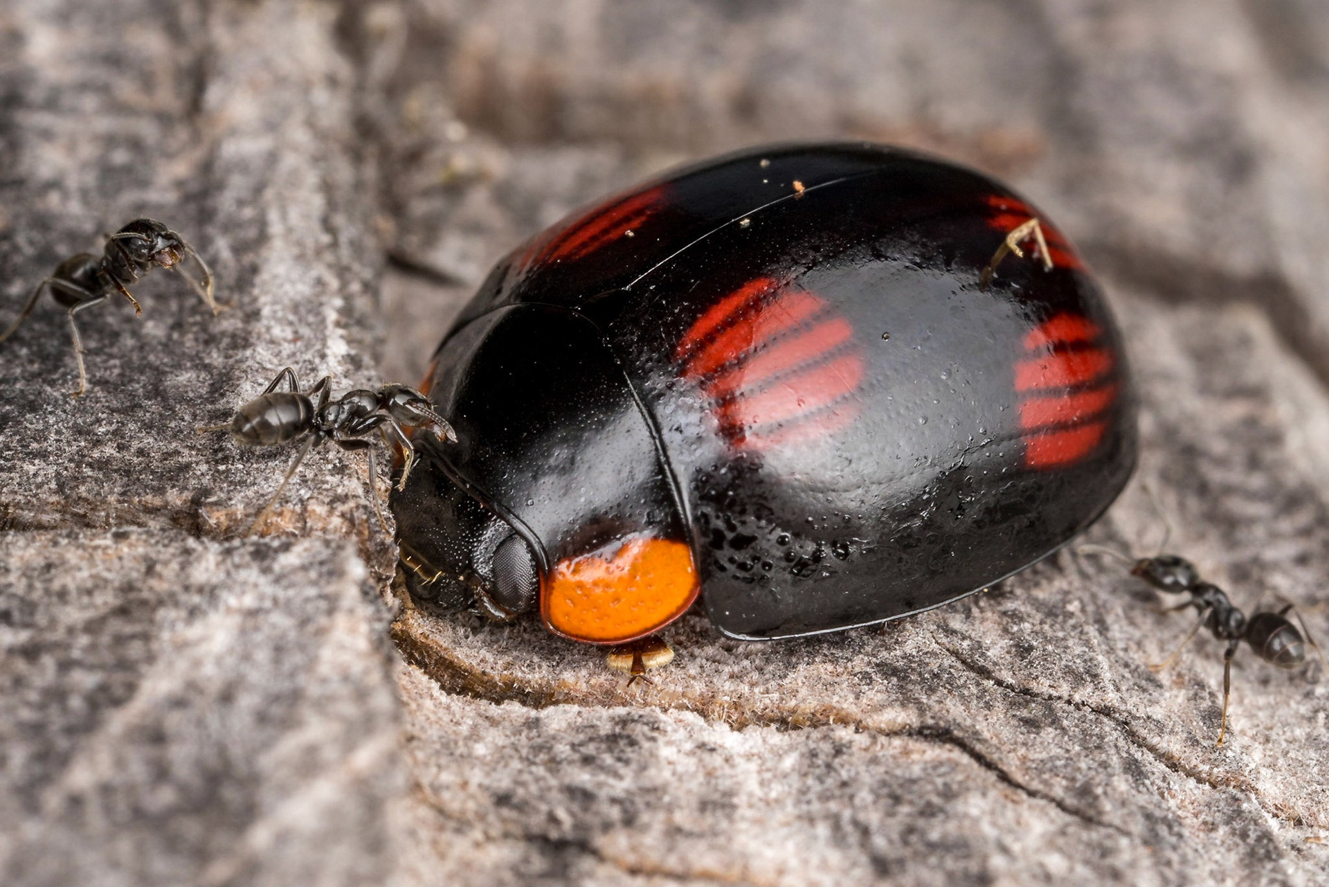 Beetle hunkers down amidst an ant inquisition. Woodgate, Qld.