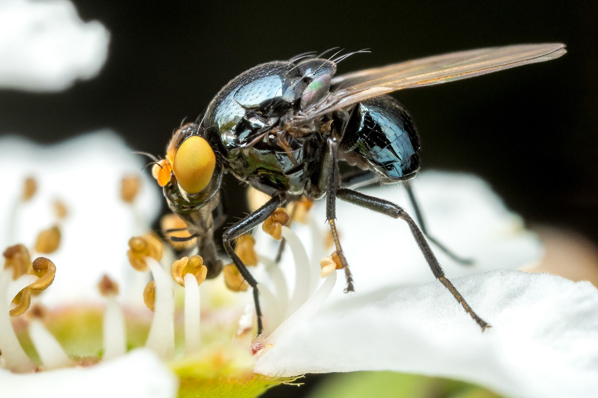 Little shiny blue fly feeds from a tea tree flower. Girraween NP, Qld.