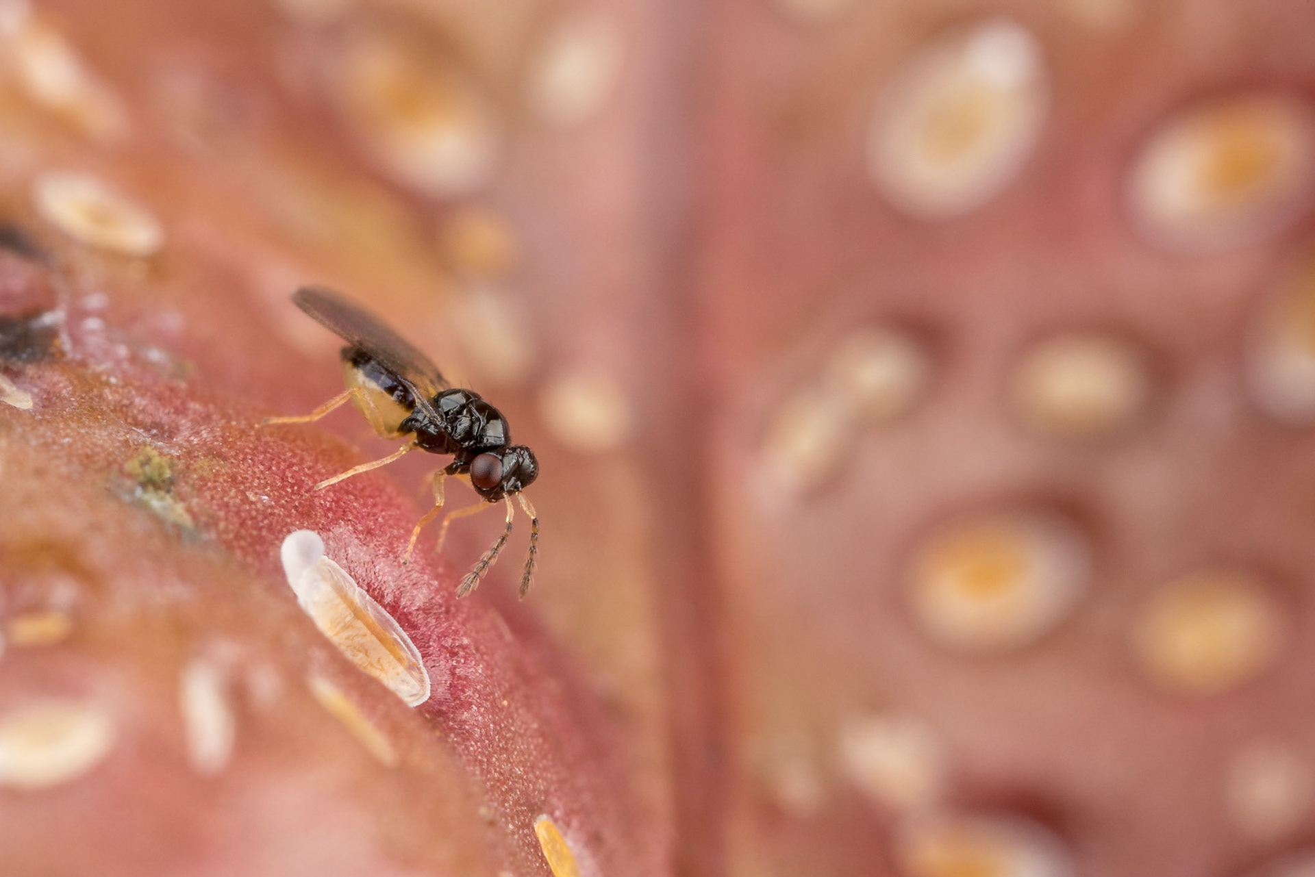 Tiny Tamarixia parasite wasp looks for psyllid nymphs to lay eggs into. These psyllids look very similar to scale and have badly infested the new growth of a lilly pilly shrub. Kyogle, NSW.