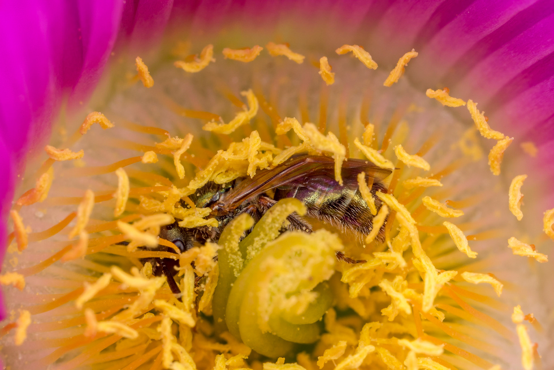 This bee was not moving, I thought it was dead but then another bee came along and chased her away. Woodgate, Qld.