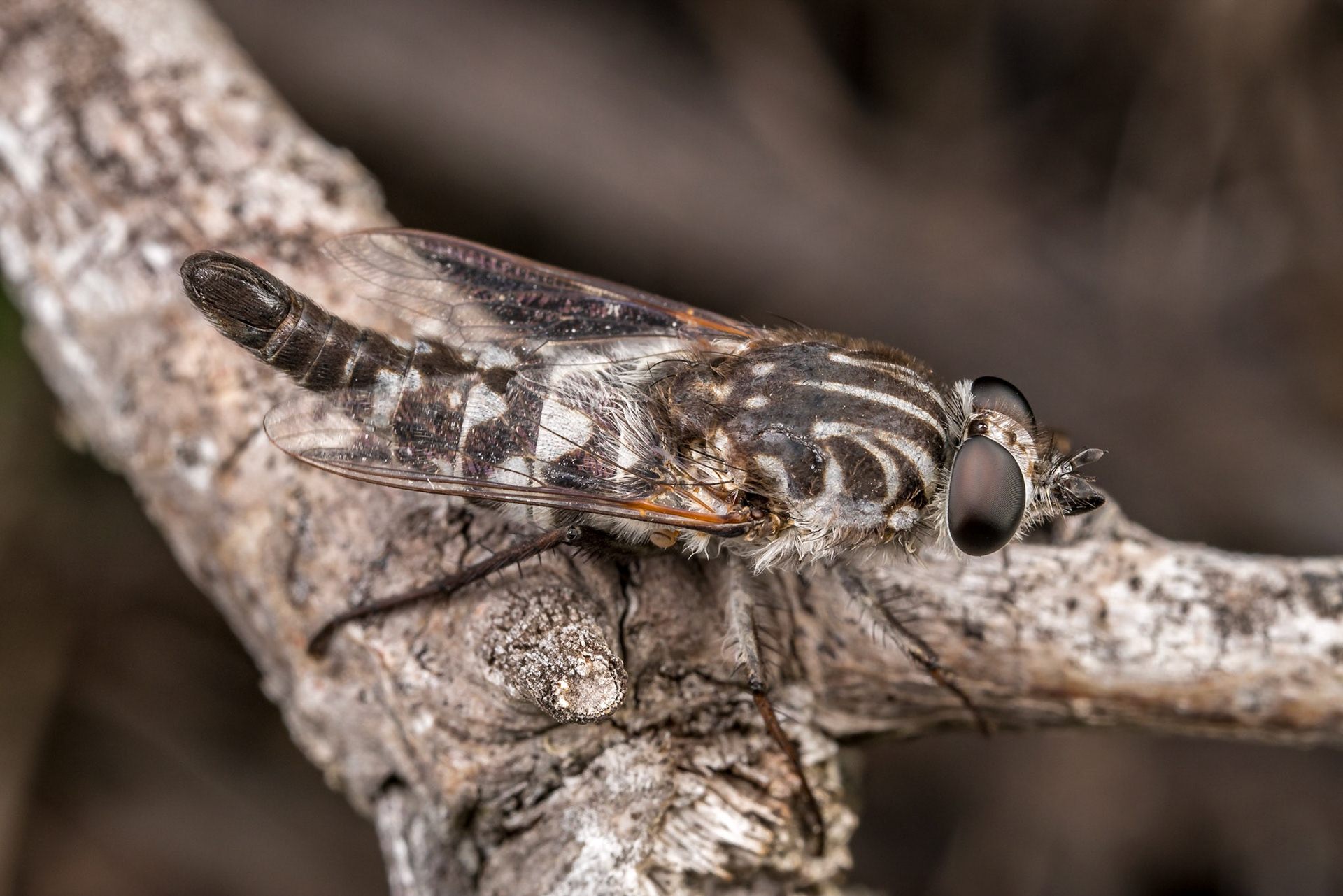 An elongated abdomen sets these flies apart. Woodgate, Qld.