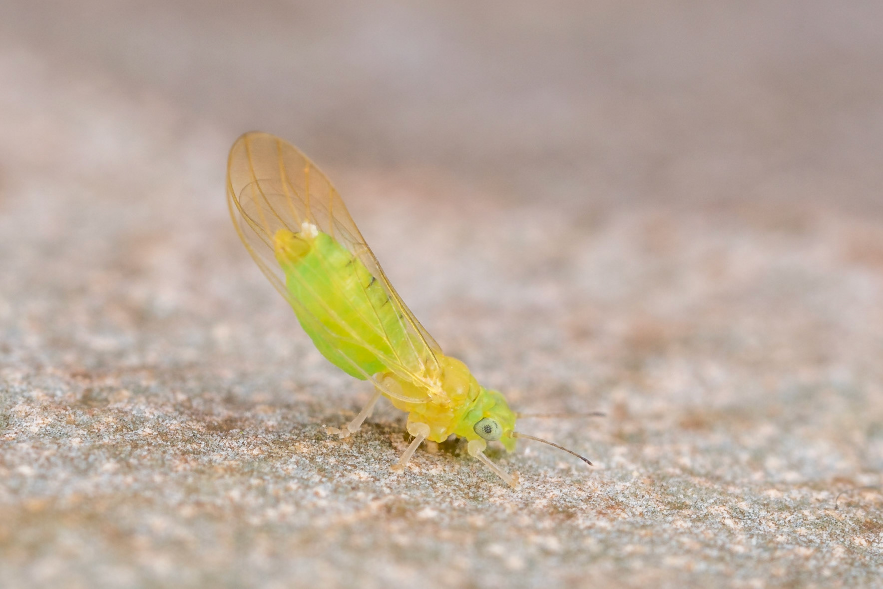 Jumping plant louse rests on the bark of a spotted gum. Wilston, Qld.