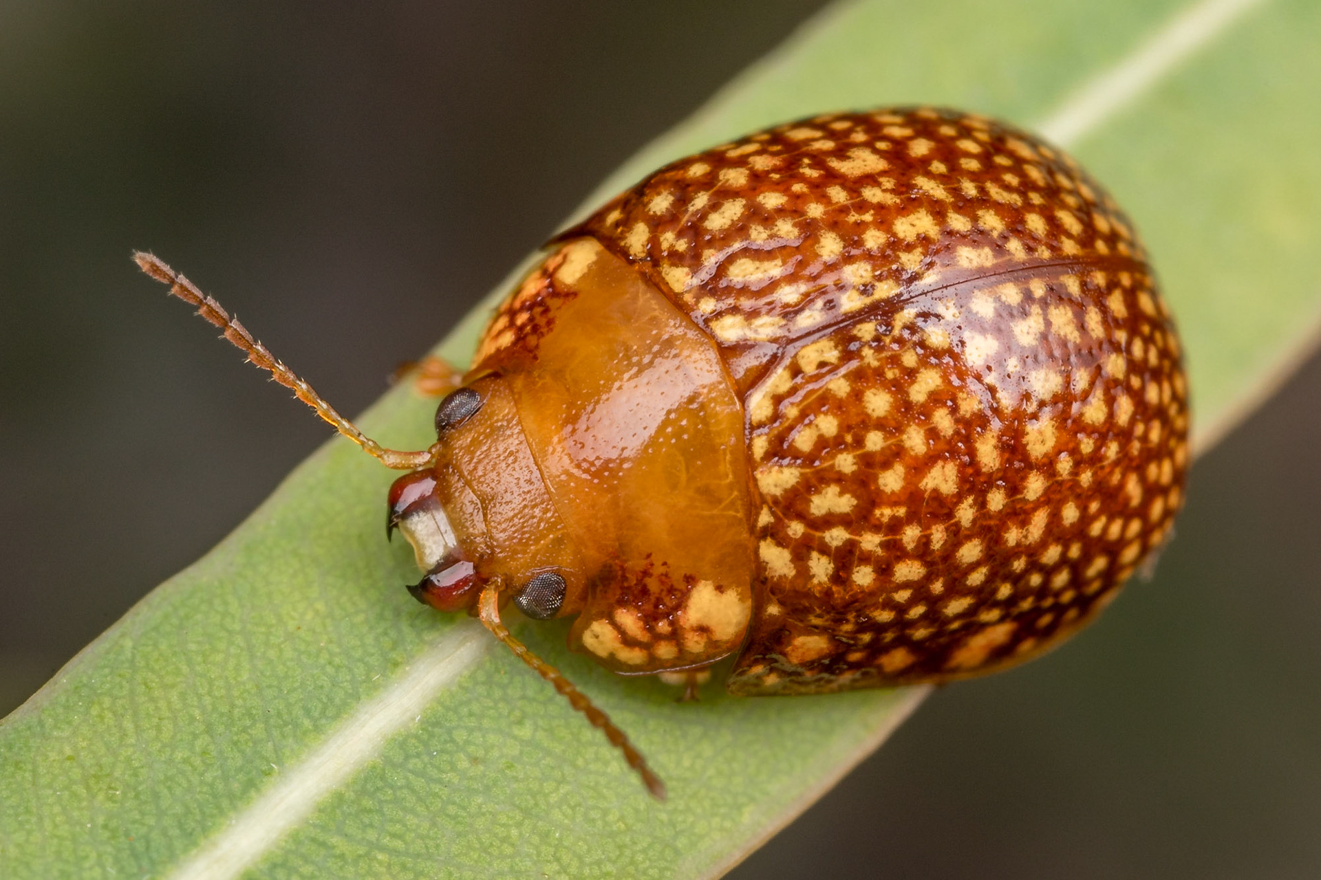 Paropsis ornata on a gum leaf. Woodgate, Qld.