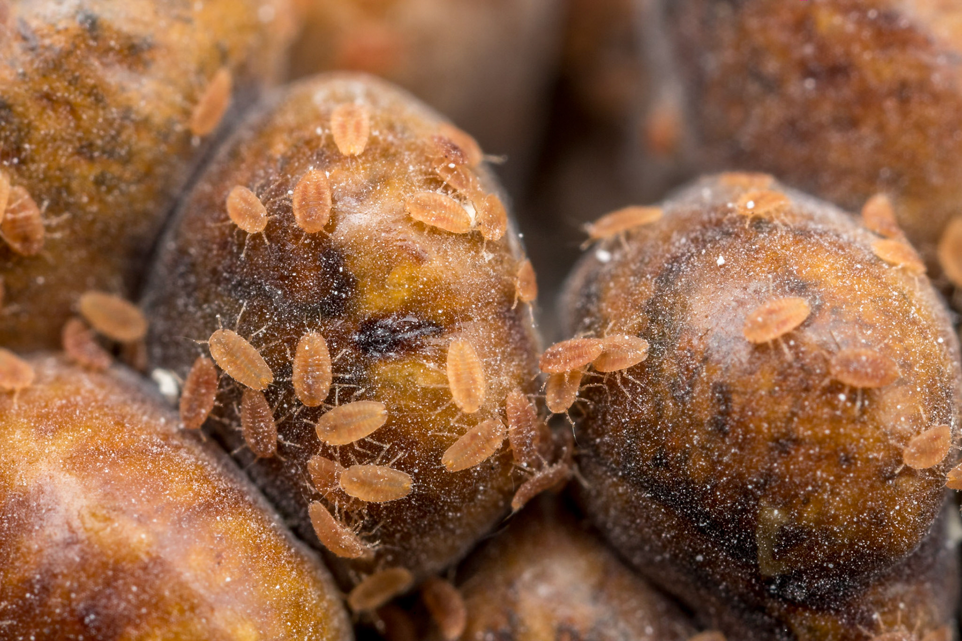 What may be waxy scale seems to be infested with mealy bugs. Girraween, Qld.
