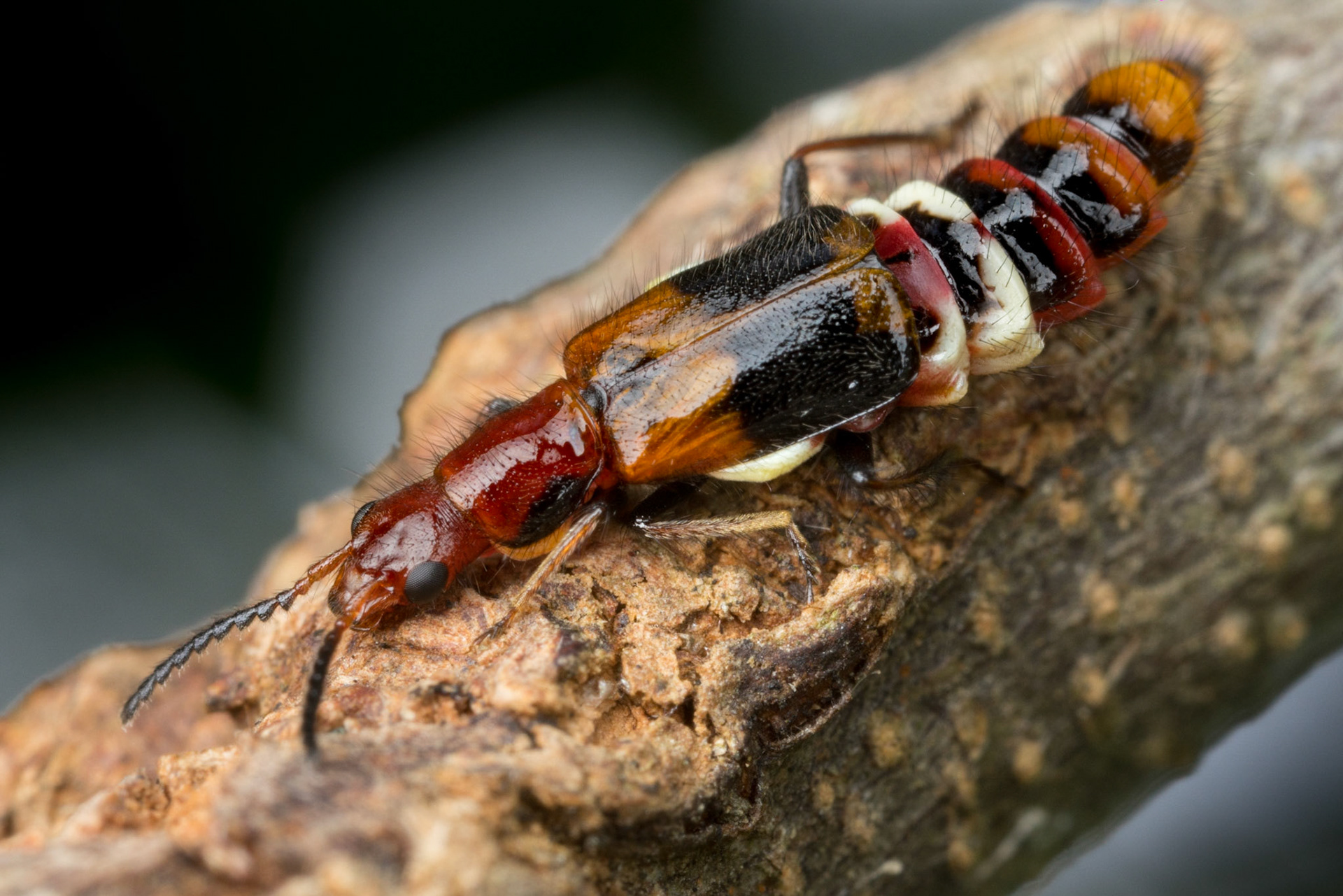 Soft-winged Carphurus sp. flower beetle on a macadamia branch. Kyogle, NSW.