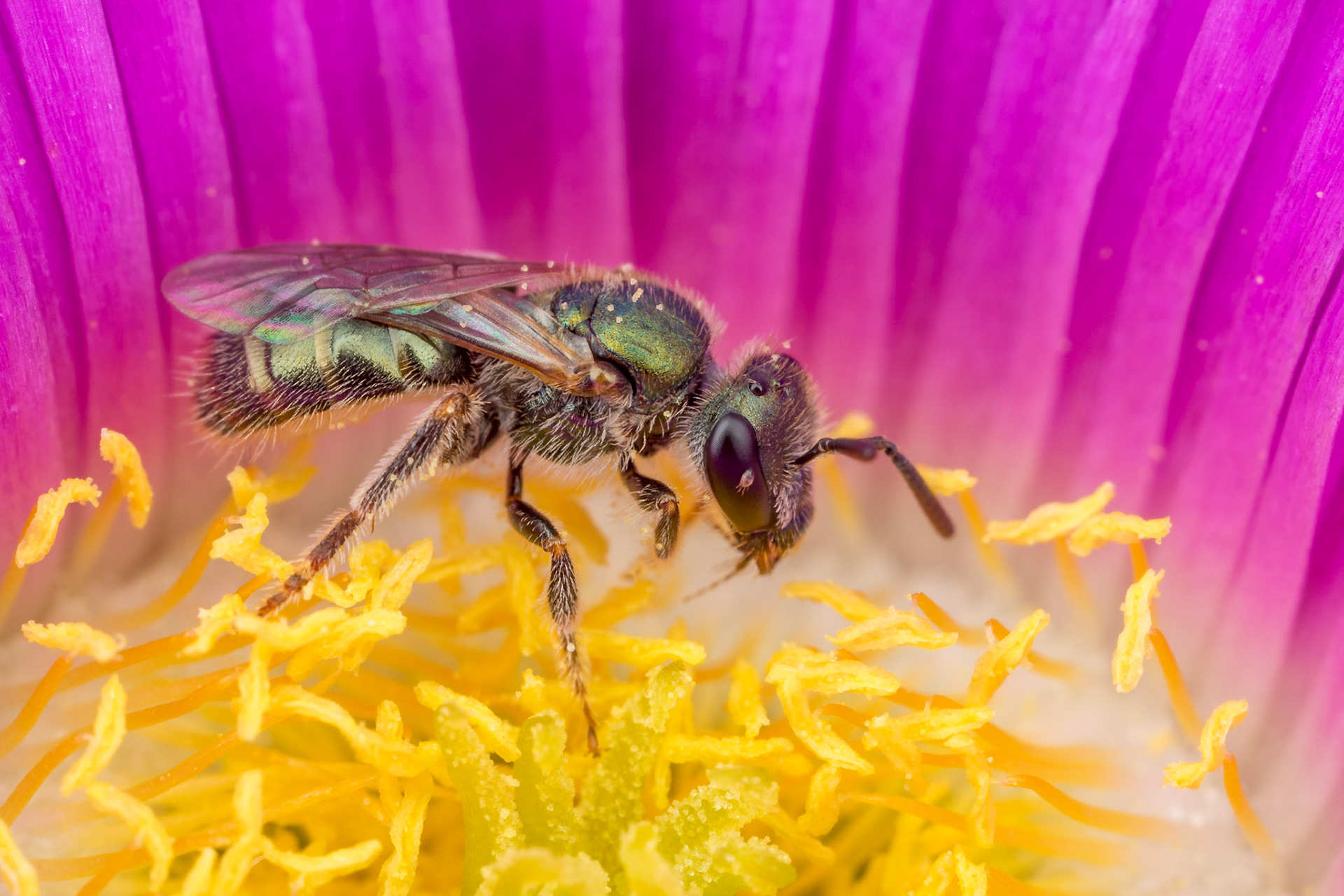 Tiny green metallic homalictus bee gathers pollen from a portulaca flower. Woodgate, Qld.