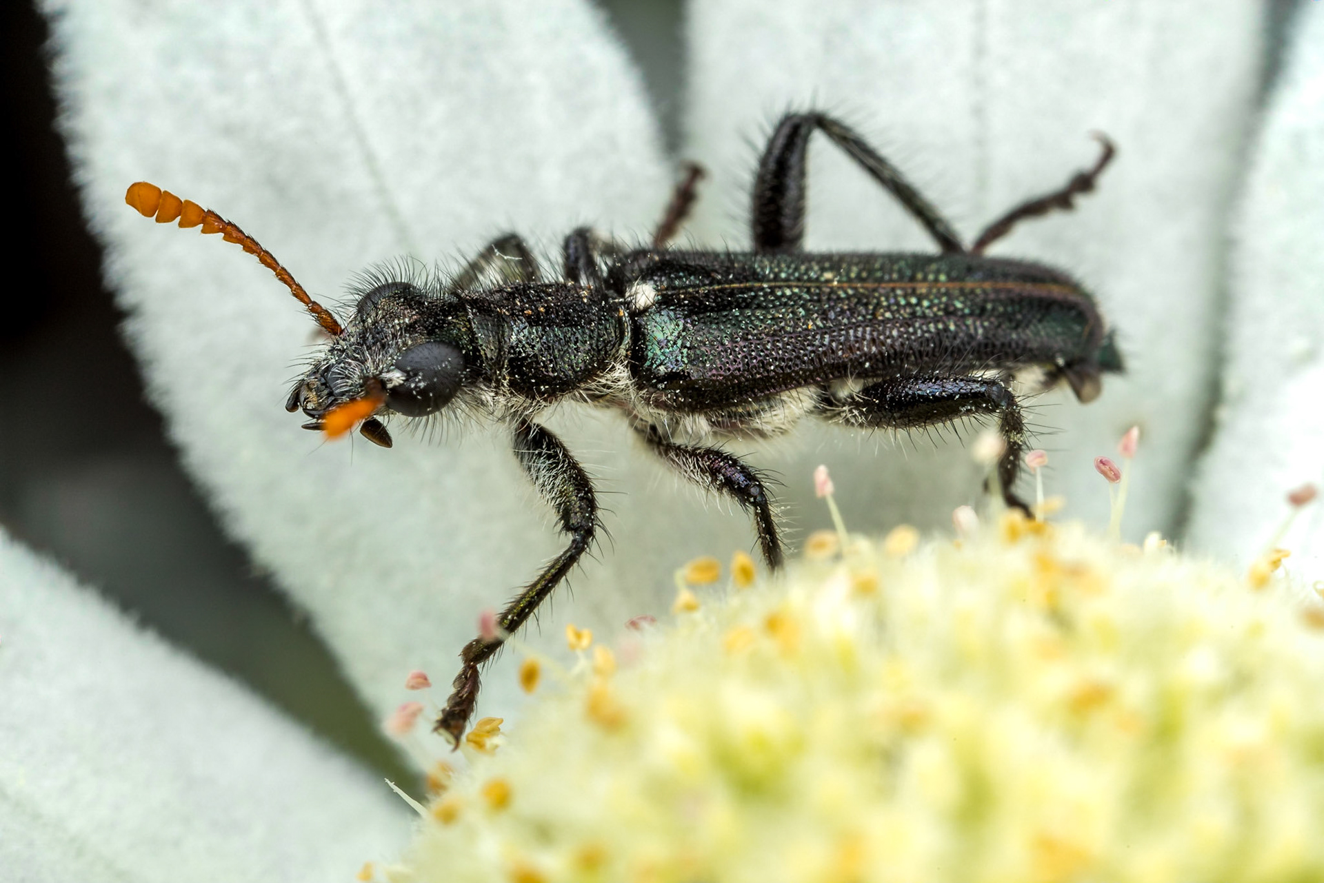 Metallic checkered beetle (Eleale sp.) feeds on a flannel flower. Girraween, Qld.