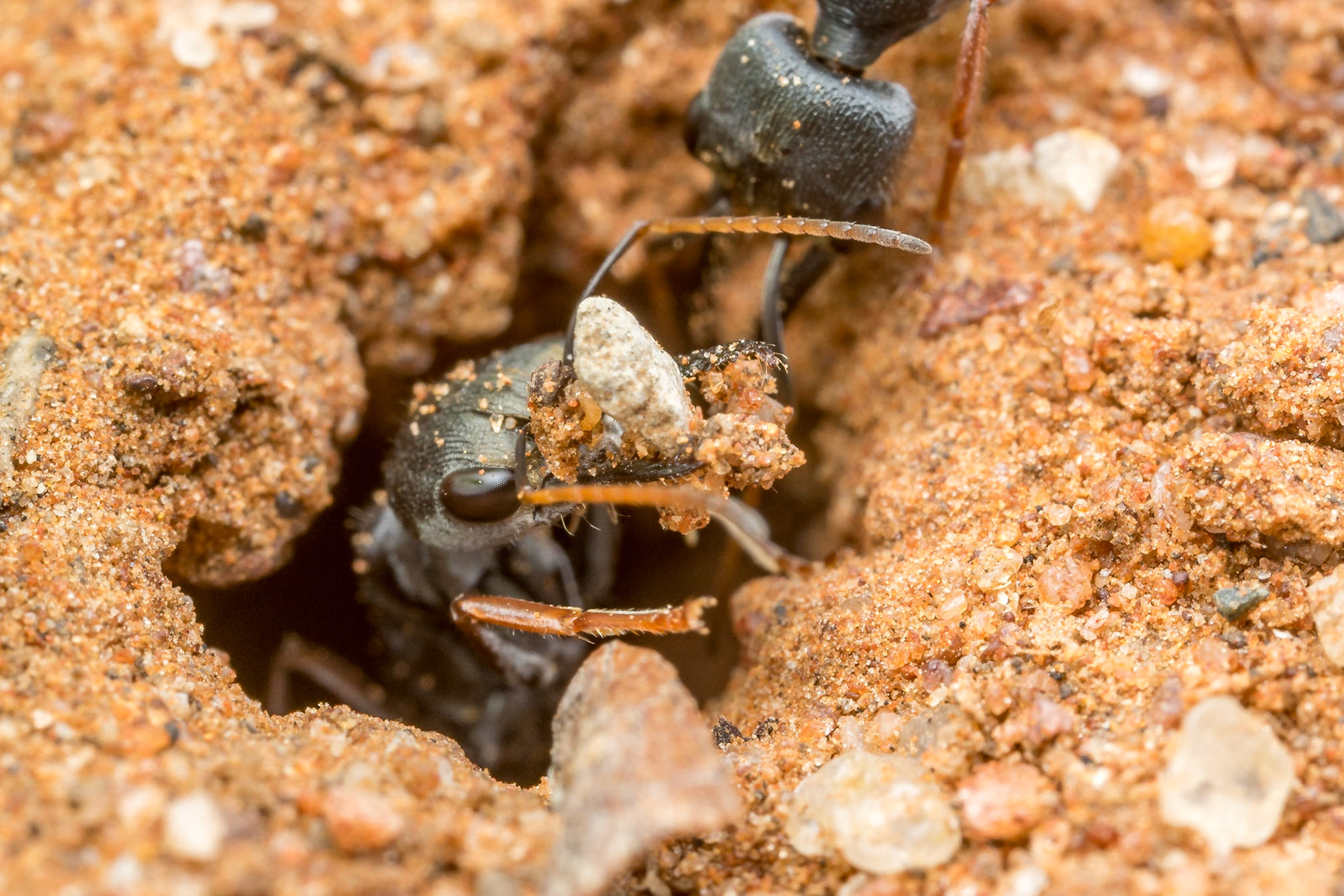 Myrmecia worker ants clear unwanted debris out of the nest. Charleville, Qld.