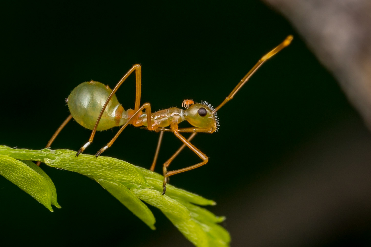 Recently hatched ant-mimic bug in the Alydidae family, most likely Riptortus serripes. Woodgate, Qld.
