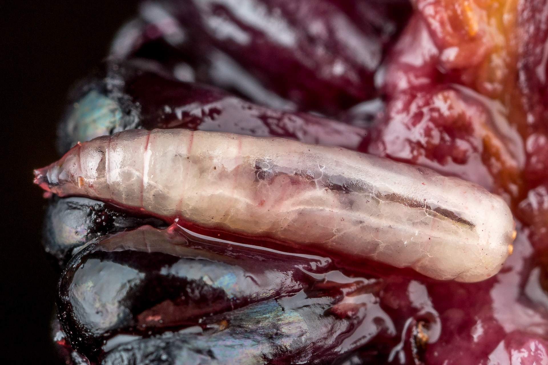 Larval stage of Bactrocera tryoni - Queensland Fruit Fly, inside a ripe Mulberry. Kyogle, NSW.