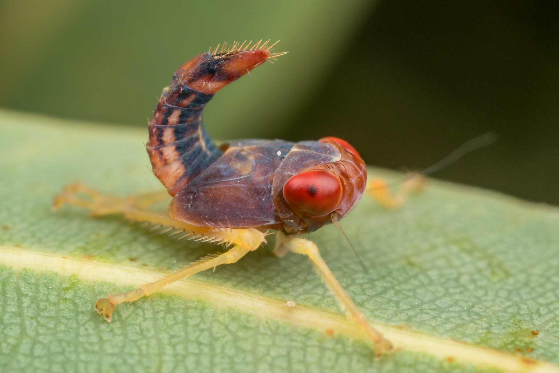 Profile of a red-eyed hopper nymph in half bend mode on a gum leaf. Woodgate, Qld.