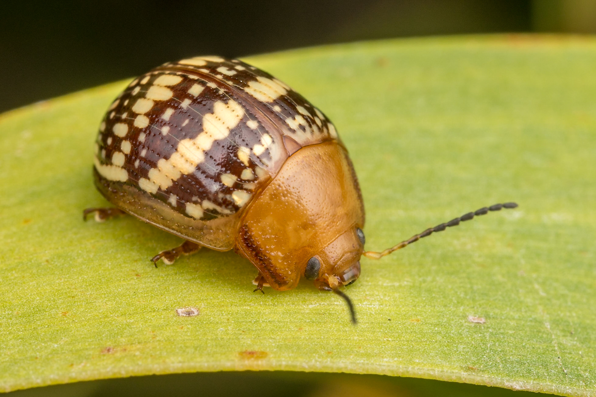 Paropsis pictipennis on an acacia leaf. Woodgate, Qld.