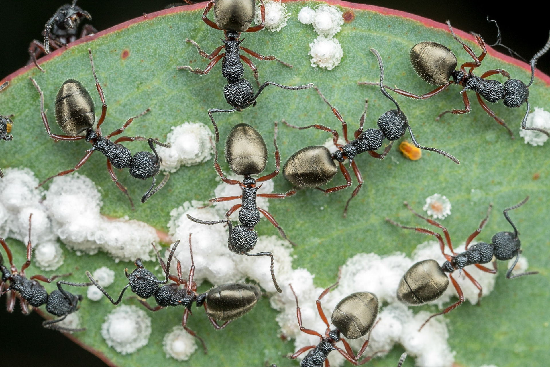 Golden tailed Dolichoderus ants (Dolichoderus scabridus) tend lerps on a gum leaf. Girraween NP, Qld.