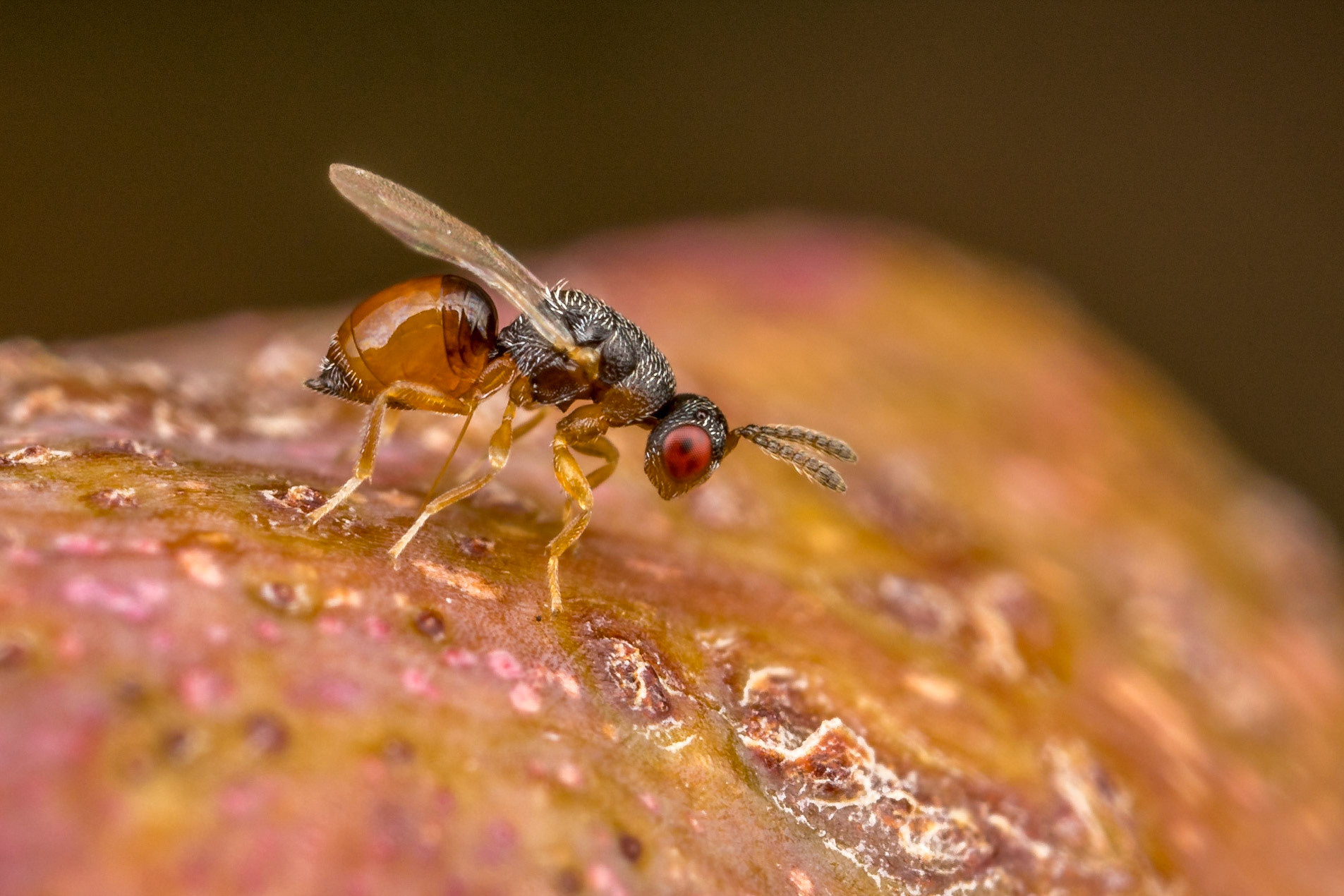 Lady wasp lays eggs in a gall on the stem of a gum tree. She is adding to the multitude of scars on the surface of the gall. Her ovipositor is thinner than a human hair. Woodgate, Qld.