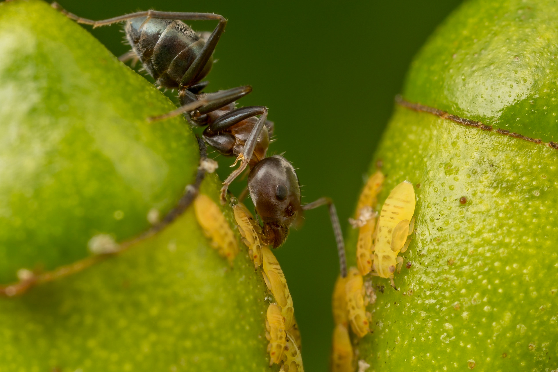 Meat ant (Iridomyrmex sp.) treats itself to some honeydew pee from a brood of jumping plant lice. Mundubbera, QLD.