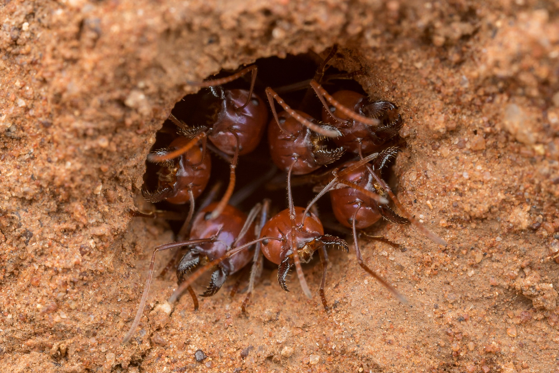 You know it's hot when furious meat ants refuse to leave the nest. Charleville, Qld.