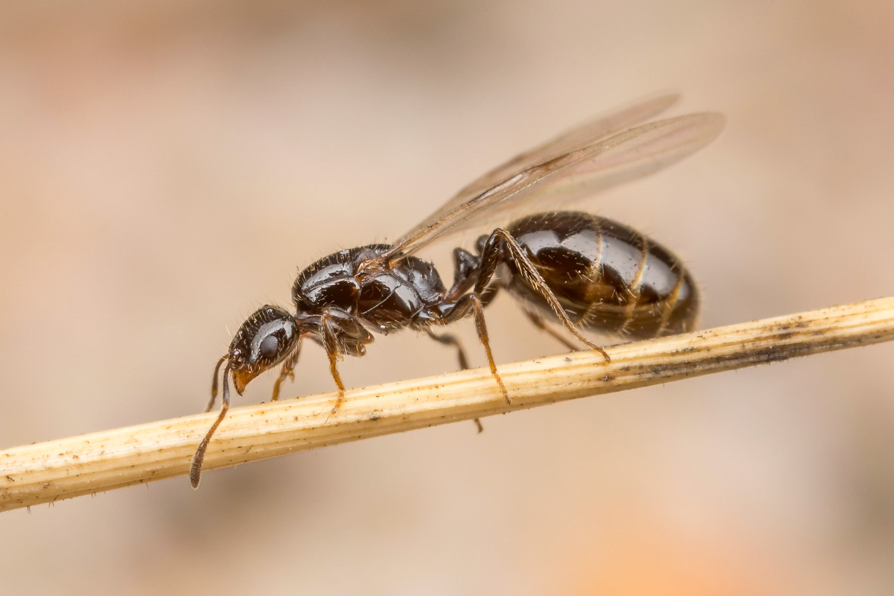 A winged queen ant (Possibly Monomorium sp.) looks for a mate. Woodgate, Qld.