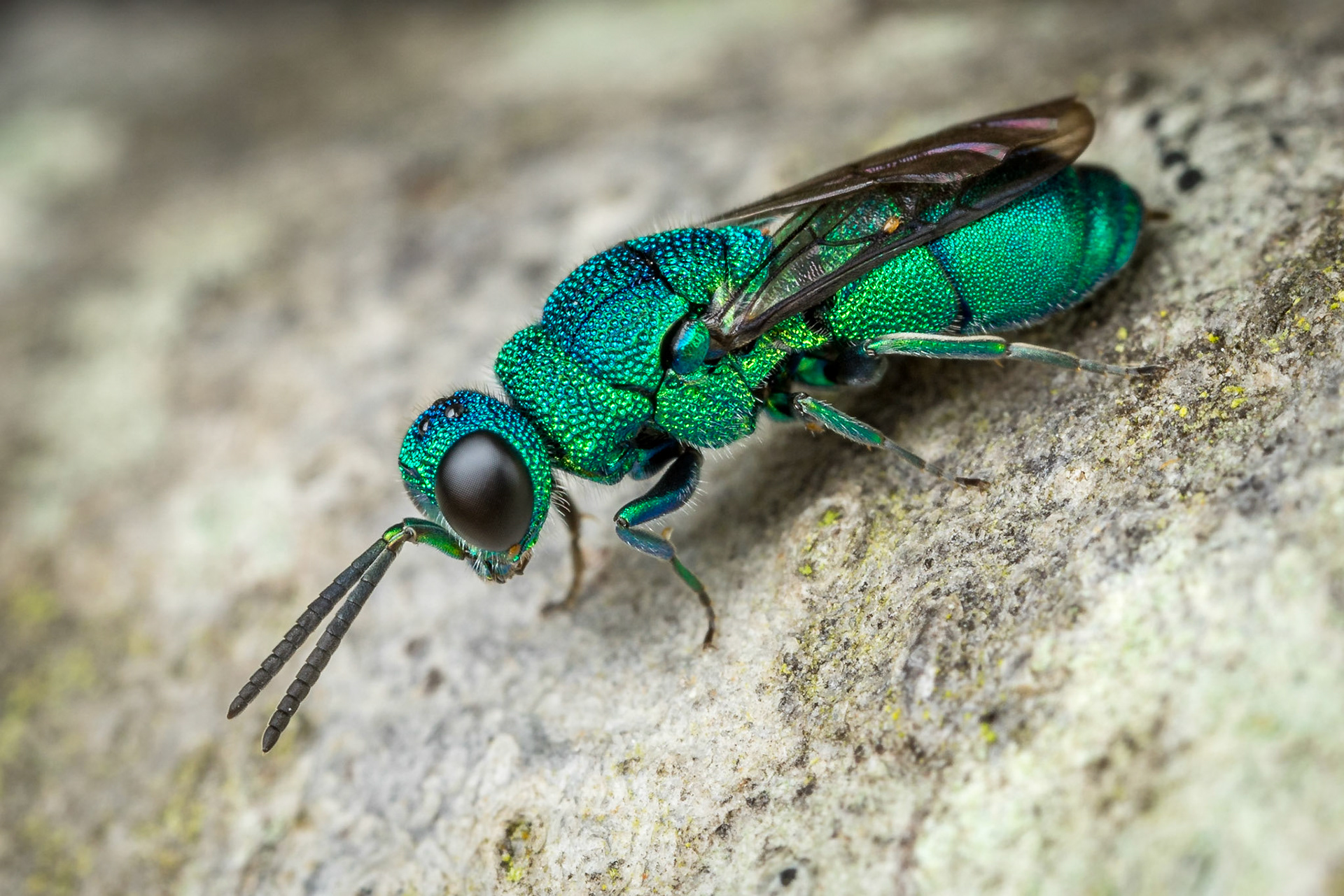 Also known as an Emerald Wasp, these beautiful wasps lay their eggs in other wasps nests. Woodgate, Qld.