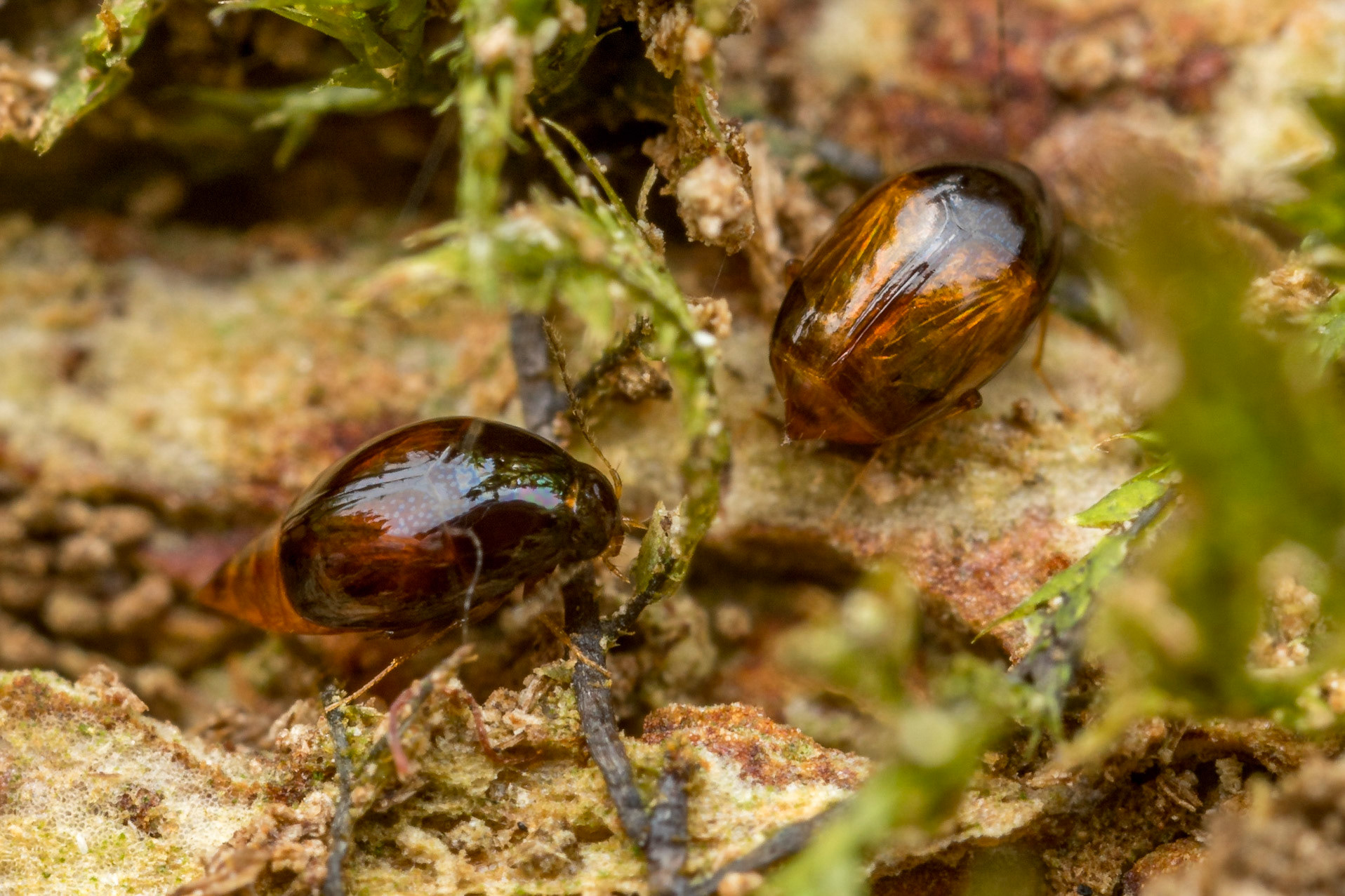 Two tiny, shiny pintail beetles forage on a rotting log in the rainforest. Mt Glorious, Qld.