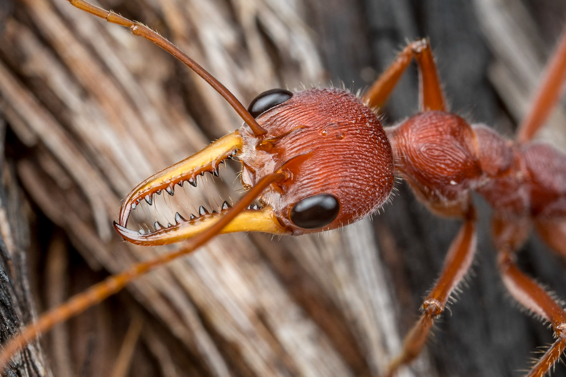 This enormous Bull Ant (Myrmecia gulosa) is around 30mm long.