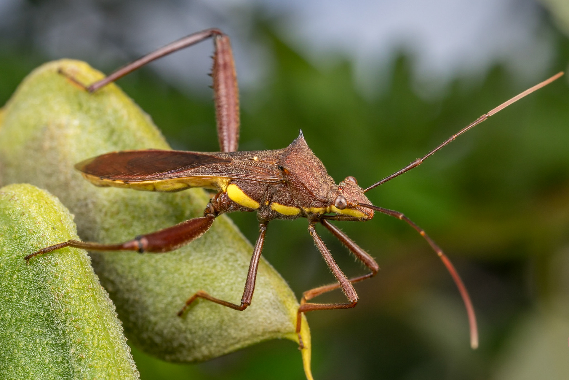 Adult male Riptortus serripes on seed pods. Woodgate, Qld.