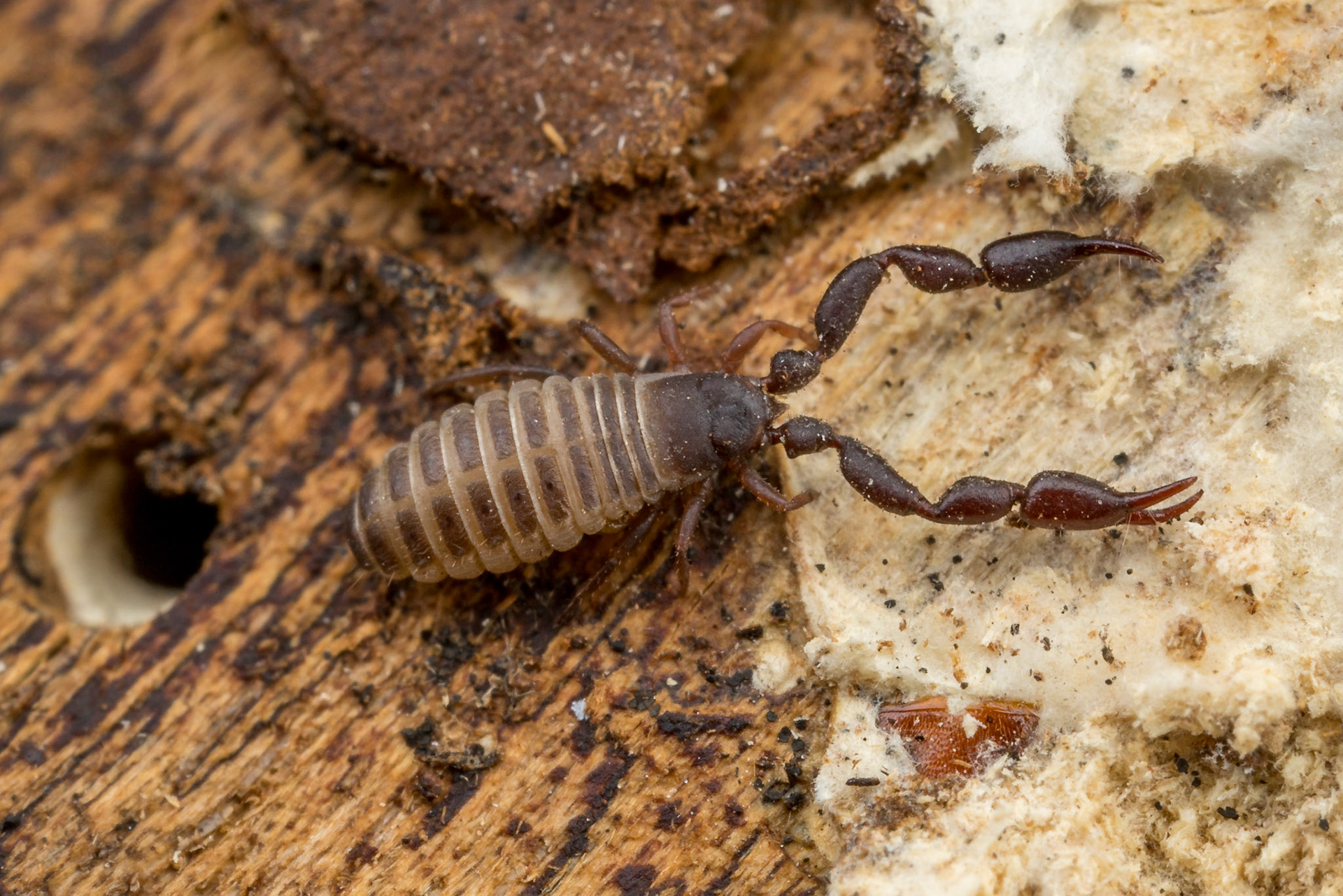 Pseudoscorpion approaches a mat of white fungus. You can also see a borer hole in the wood. Found under bark on a decomposing ironbark branch. Lake Boondooma, Qld.