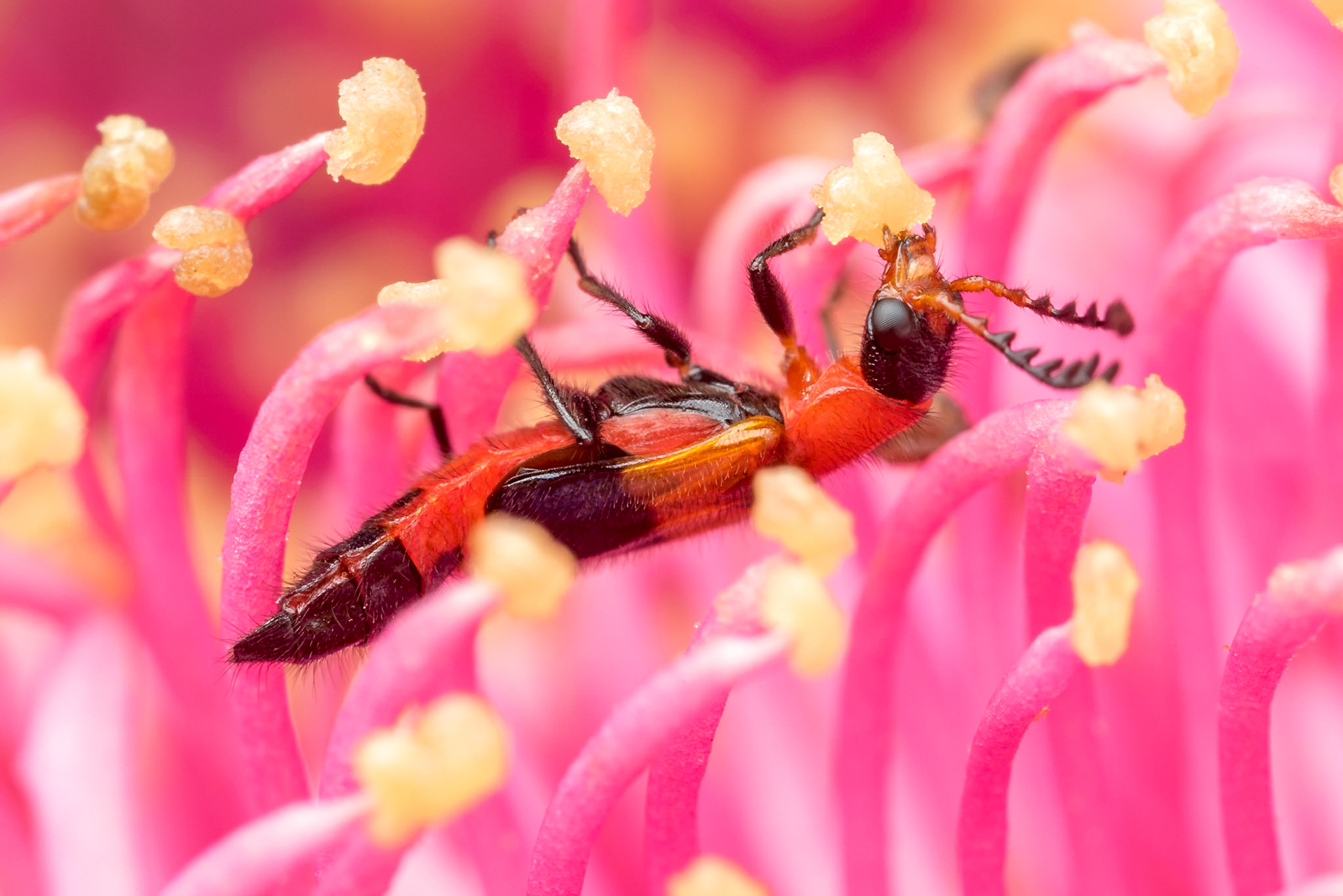 A lovely little pollen beetle feasts on a pink gumnut flower. Deepwater, Qld.
