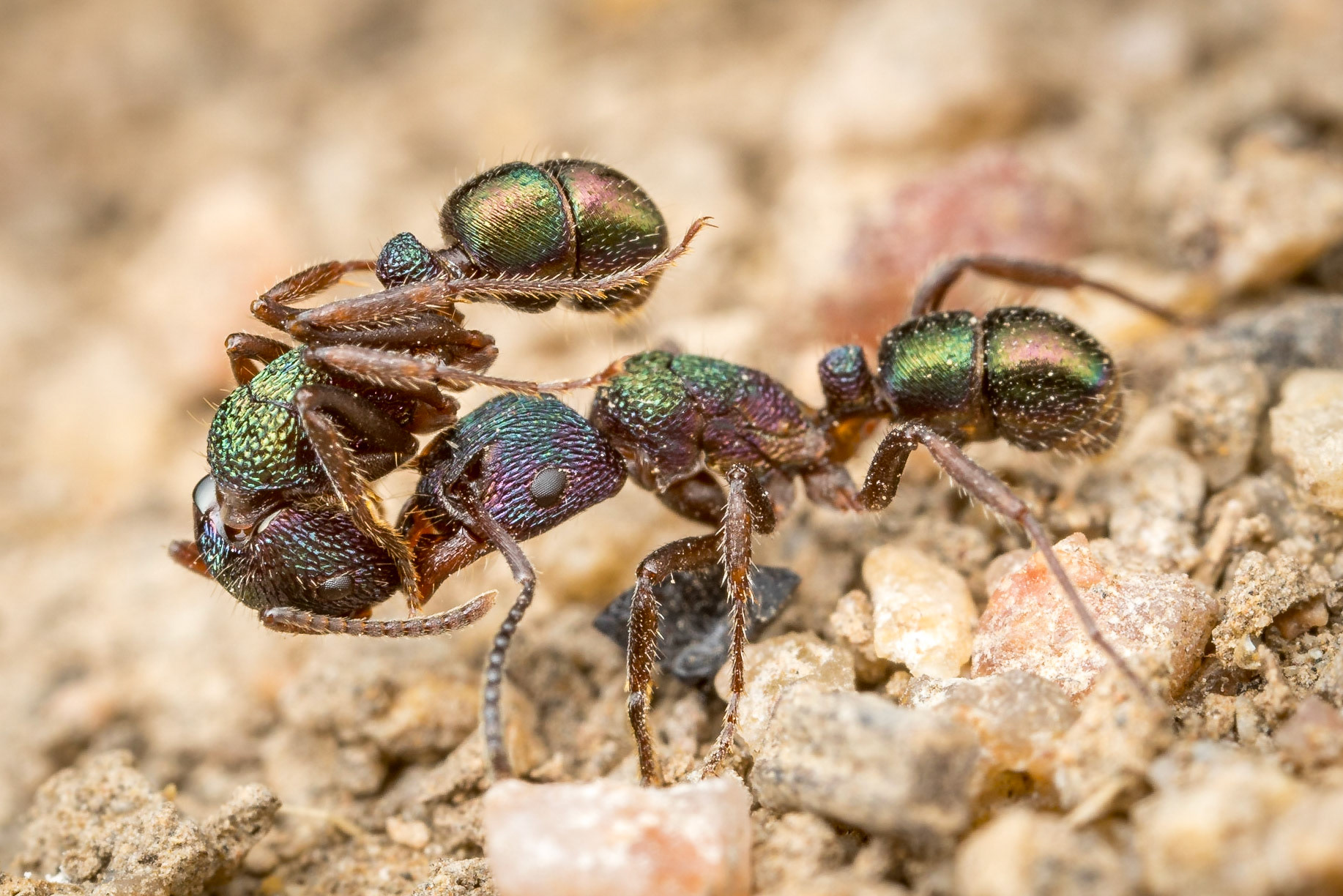 Green head worker (Rhytidoponera sp.) carrying her fellow worker ant. Boondooma Dam, Qld.