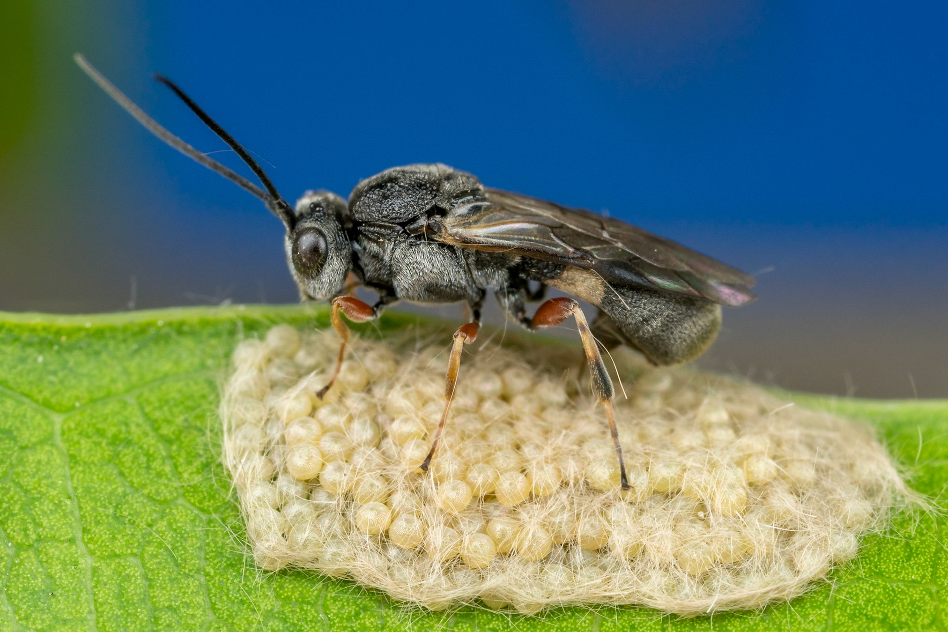 Wasp lays her eggs inside tiny moth eggs. Woodgate, Qld.
