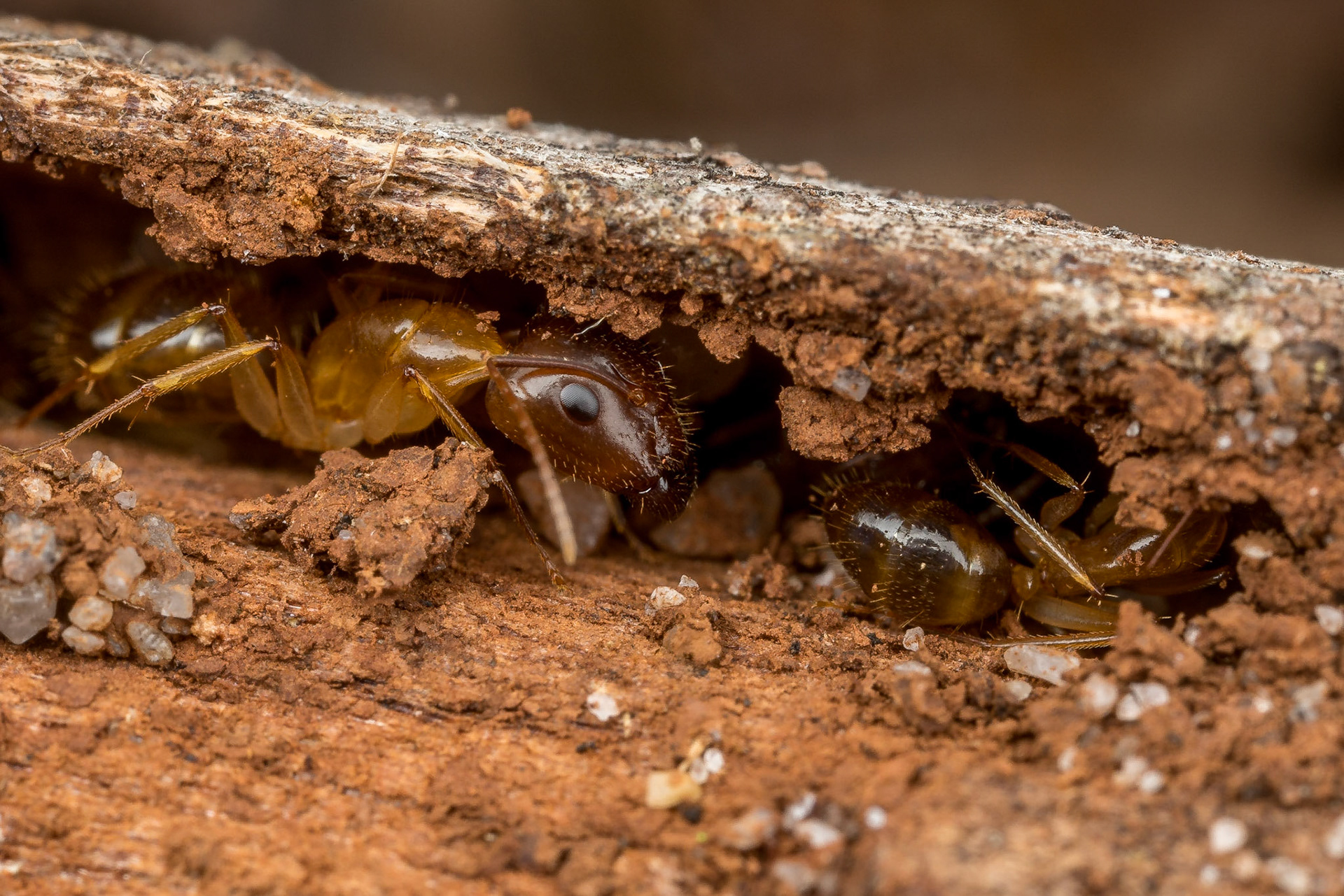 Major and minor camponotus ants hide in a rotting log, Woodgate, Qld.