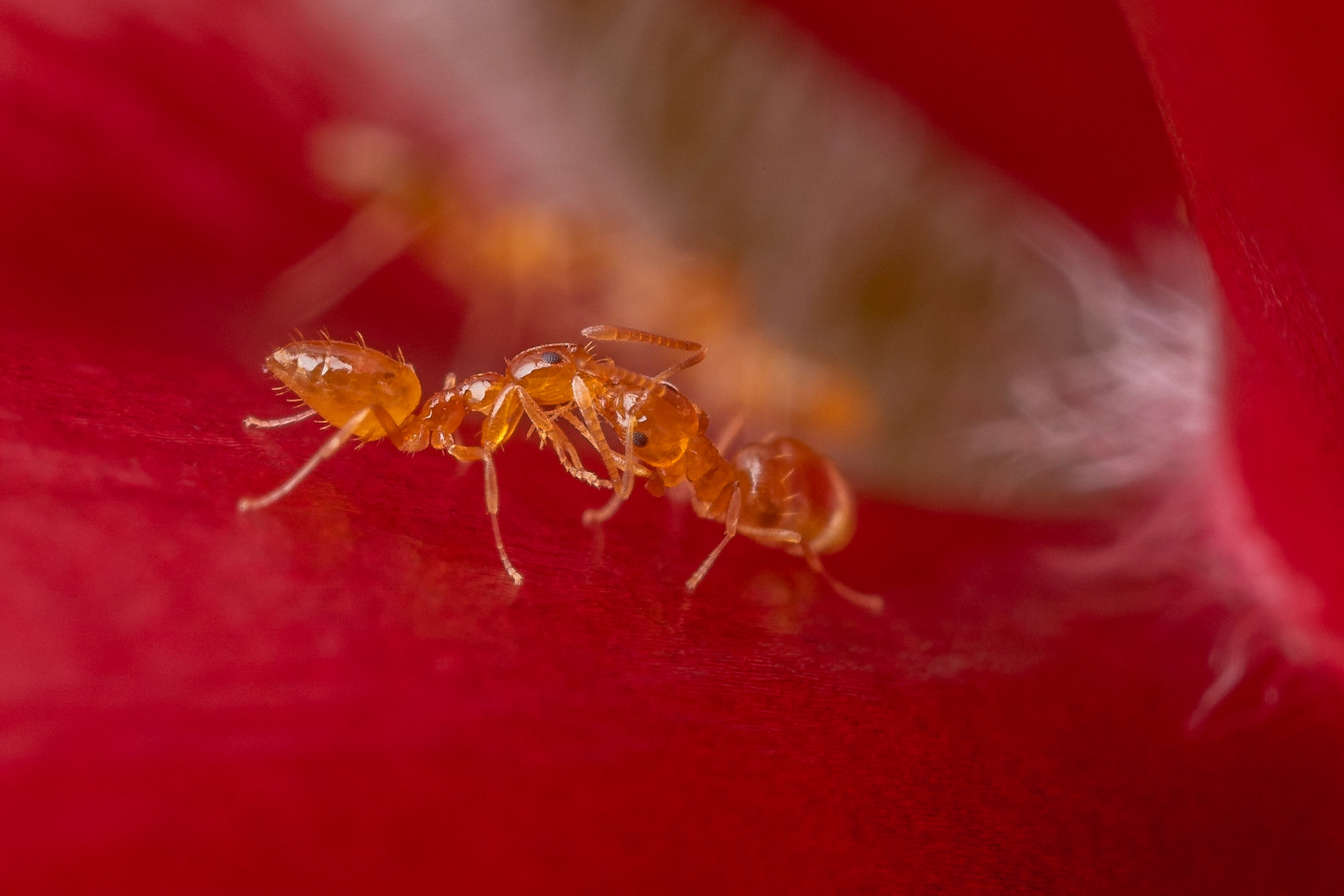 Ants often share food with each other, here they transfer nectar inside a red Hibiscus flower. Kyogle, NSW.
