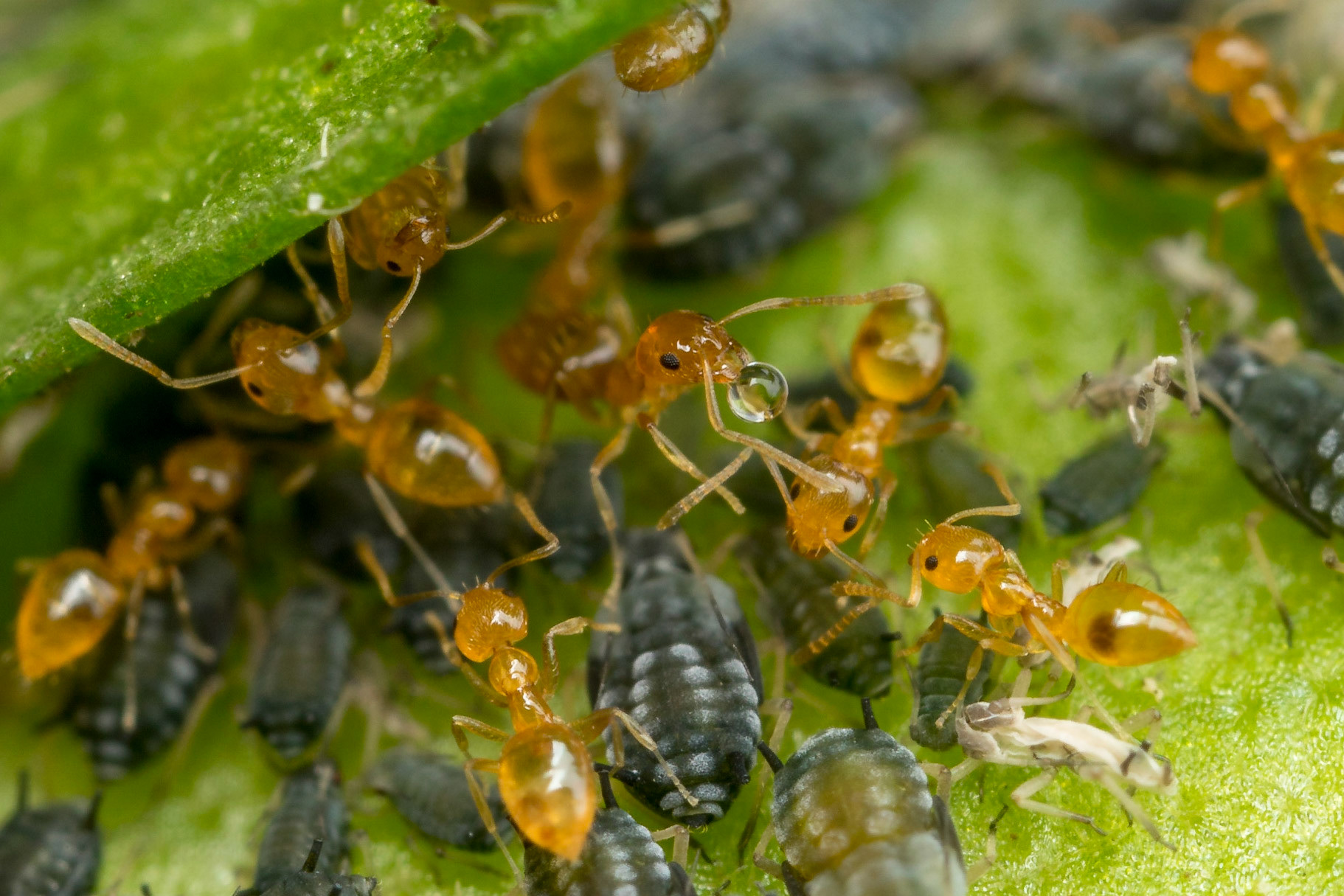 Tiny ginger ants (possibly Plagiolepis sp.) fuss over a colony of aphids. Kyogle, NSW.