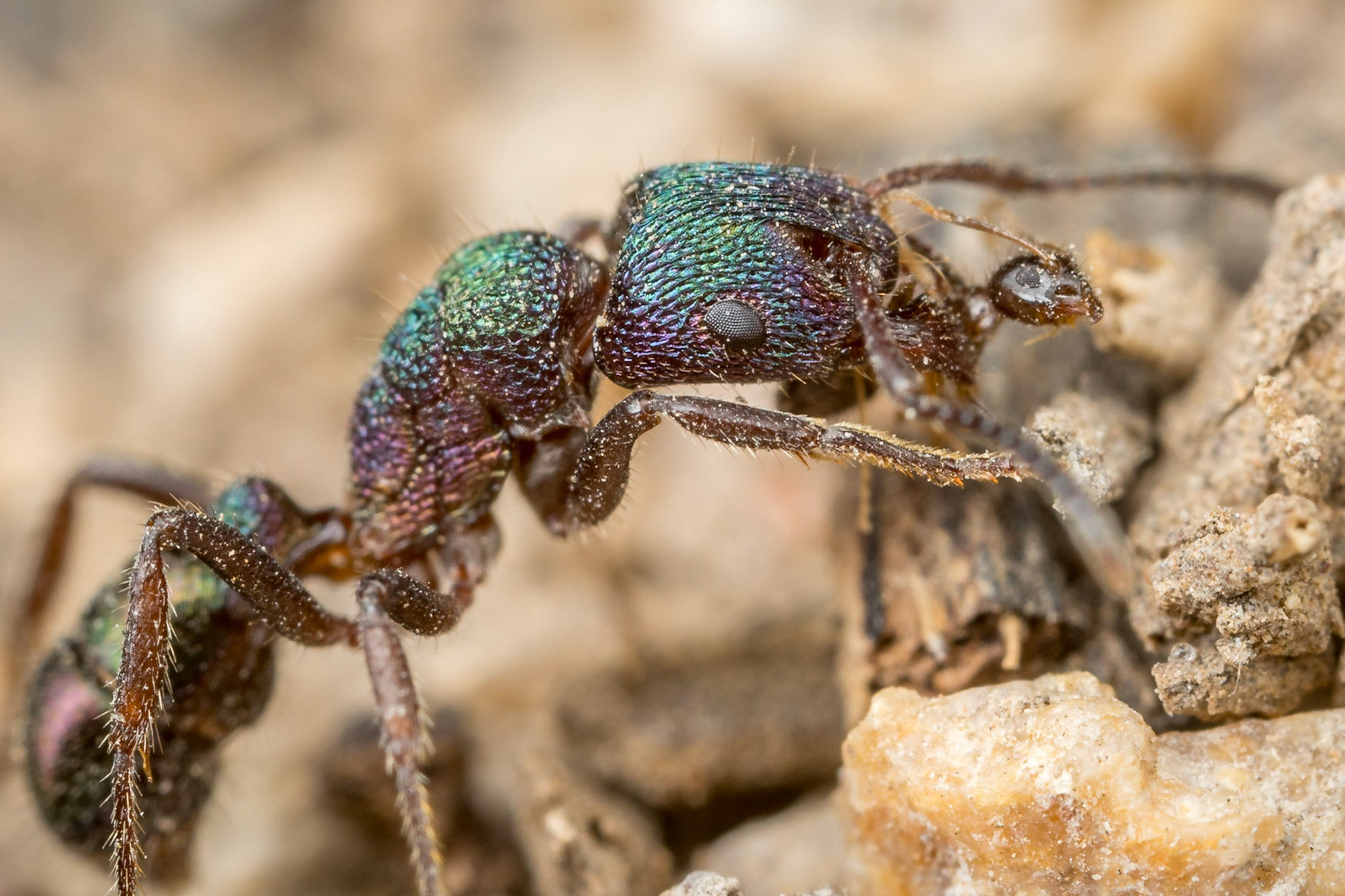 Green head worker ant (Rhytidoponera sp.) carries a much smaller ant. Boondooma, Qld.