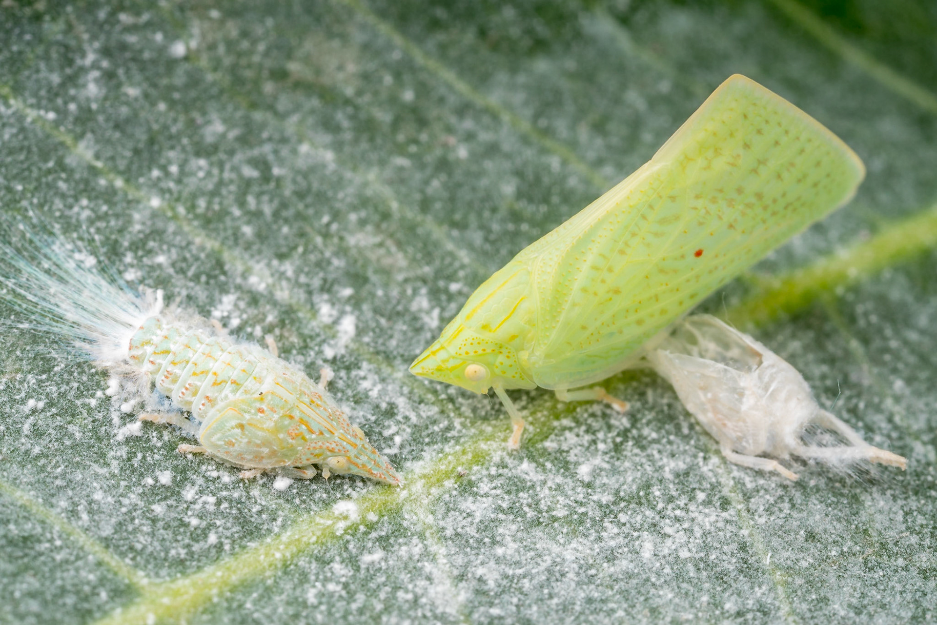 Two life cycle stages of a flatid planthopper. An early instar on the left and the adult form on the right. The white exuvia near the adult is the mouted exoskeleton of the nymph form. Woodgate, Qld.