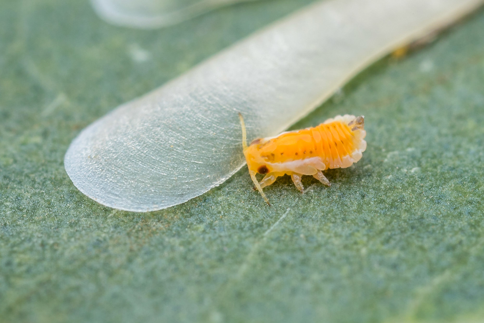 The orange psyllid nymph responsible for creating this fingernail-like lerp. Longreach, Qld.