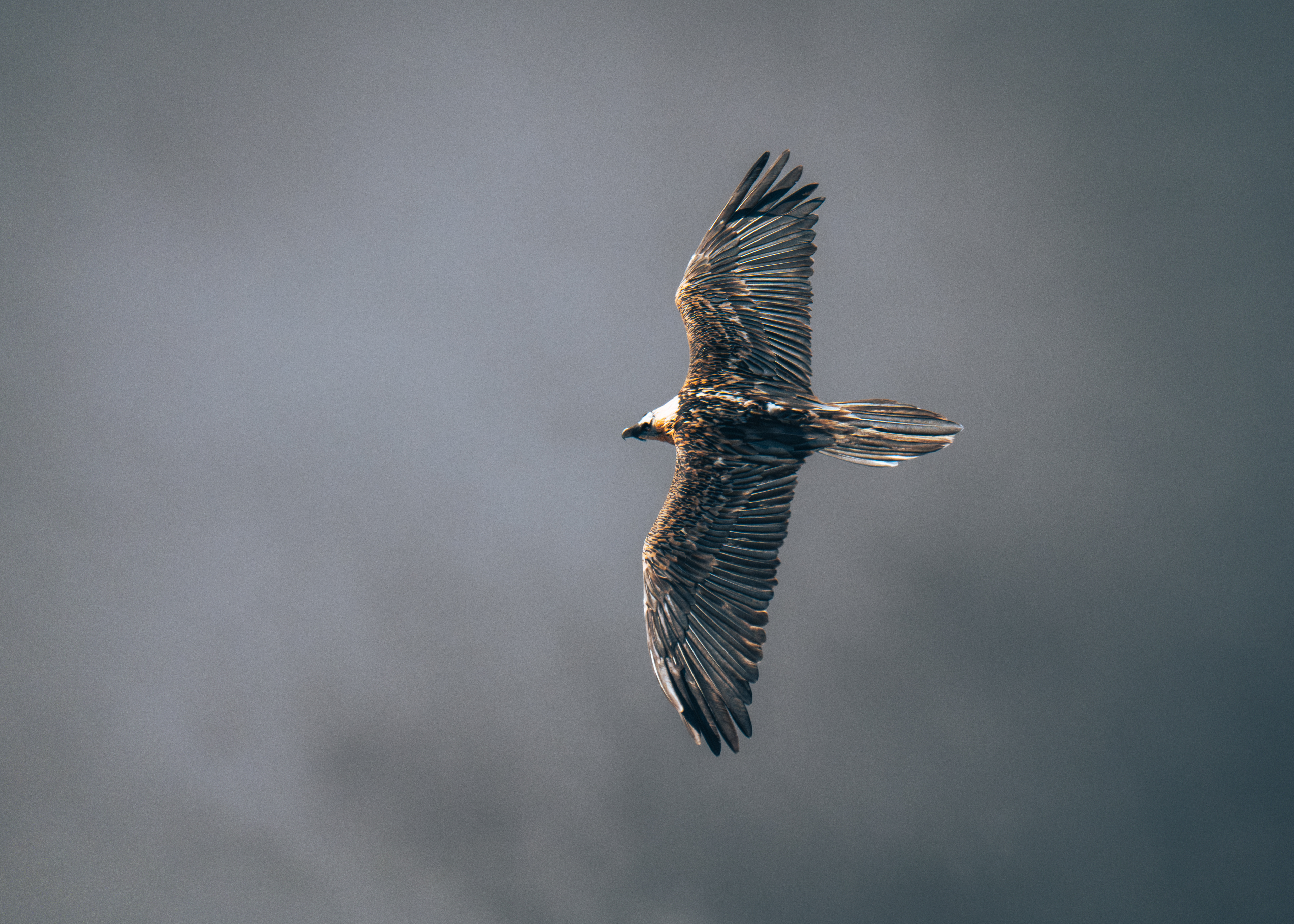 Gypaète Barbu (femelle), massif du Vercors. Lumix G9II + Leica DG 100-400mm