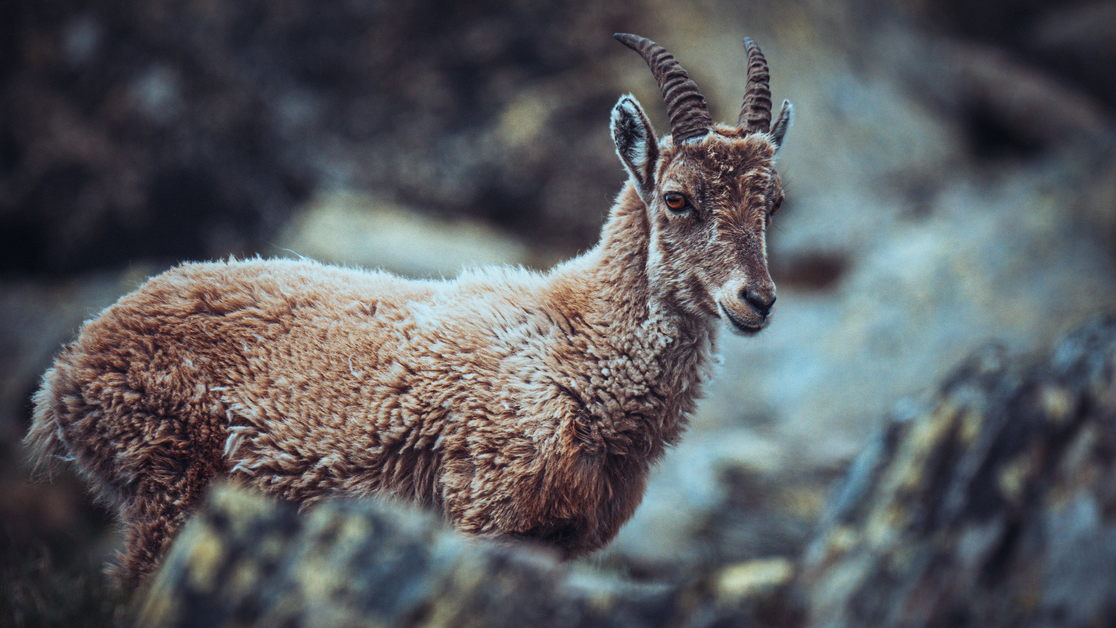 Bouquetin. Lac Blanc, massif de Belledonne. Lumix GH5 + Leica DG 100-400mm