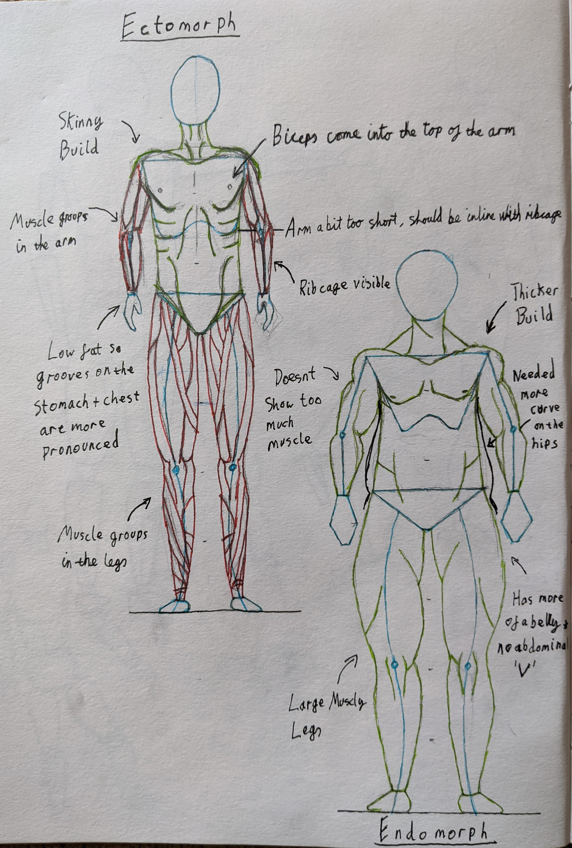 Technical Ectomorph & Endomorph Sketches